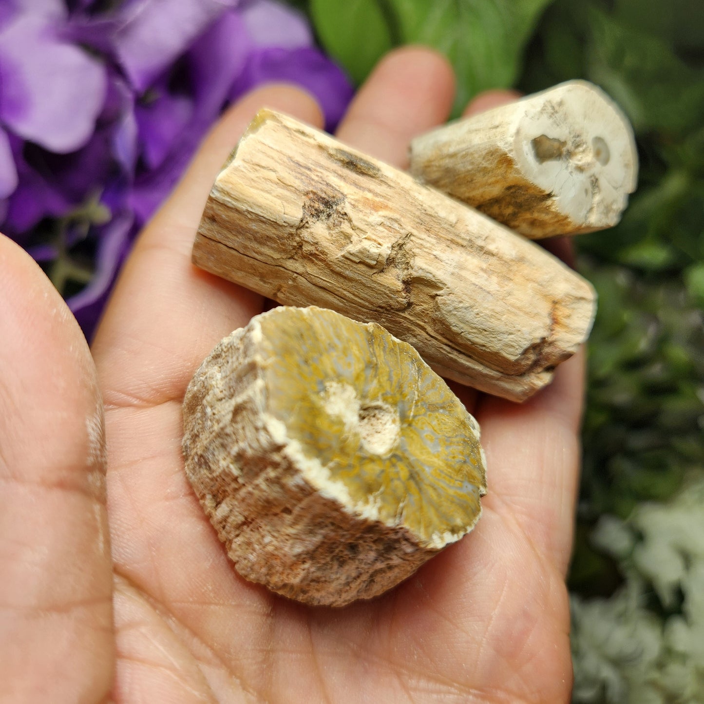Petrified Wood