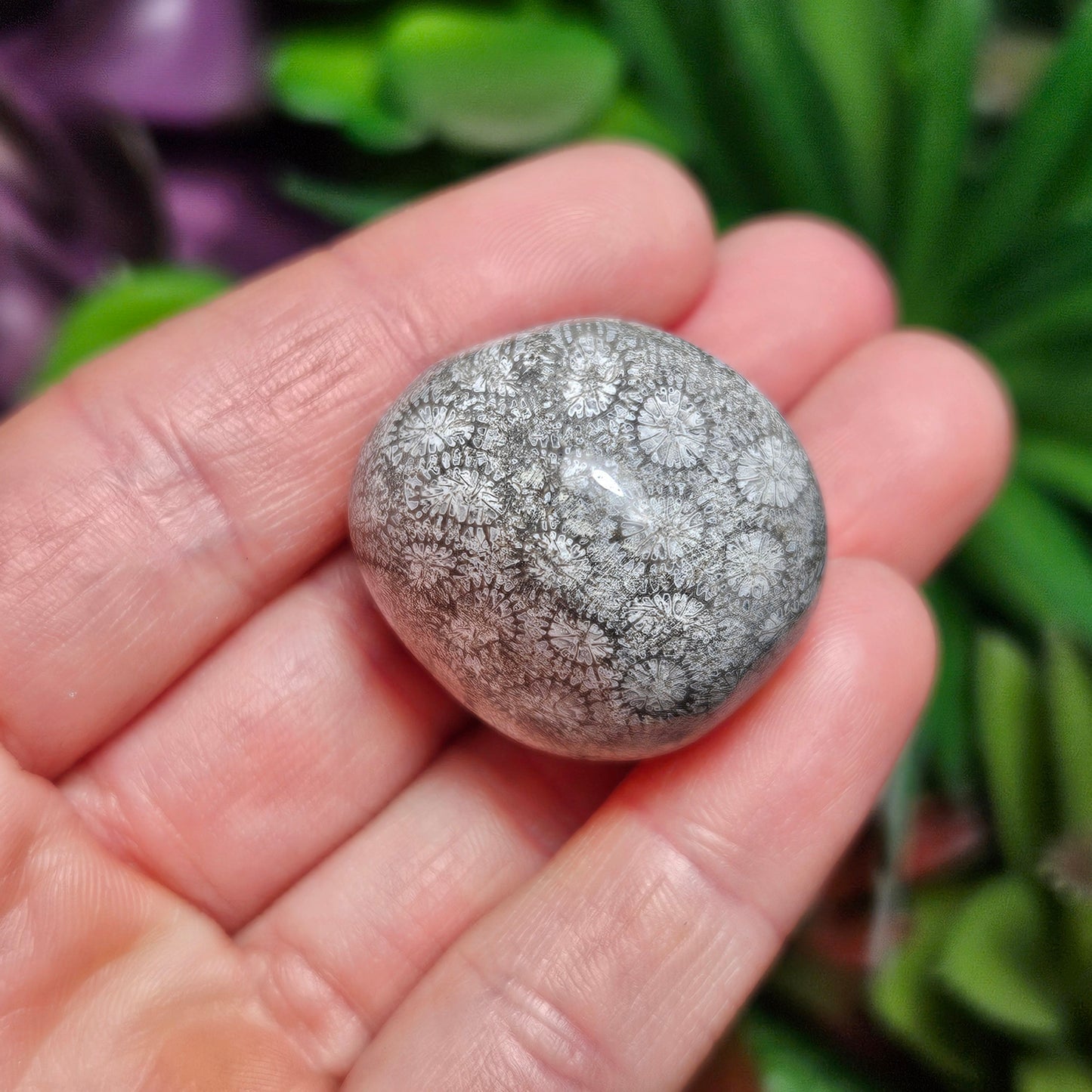 Black Fossil Coral