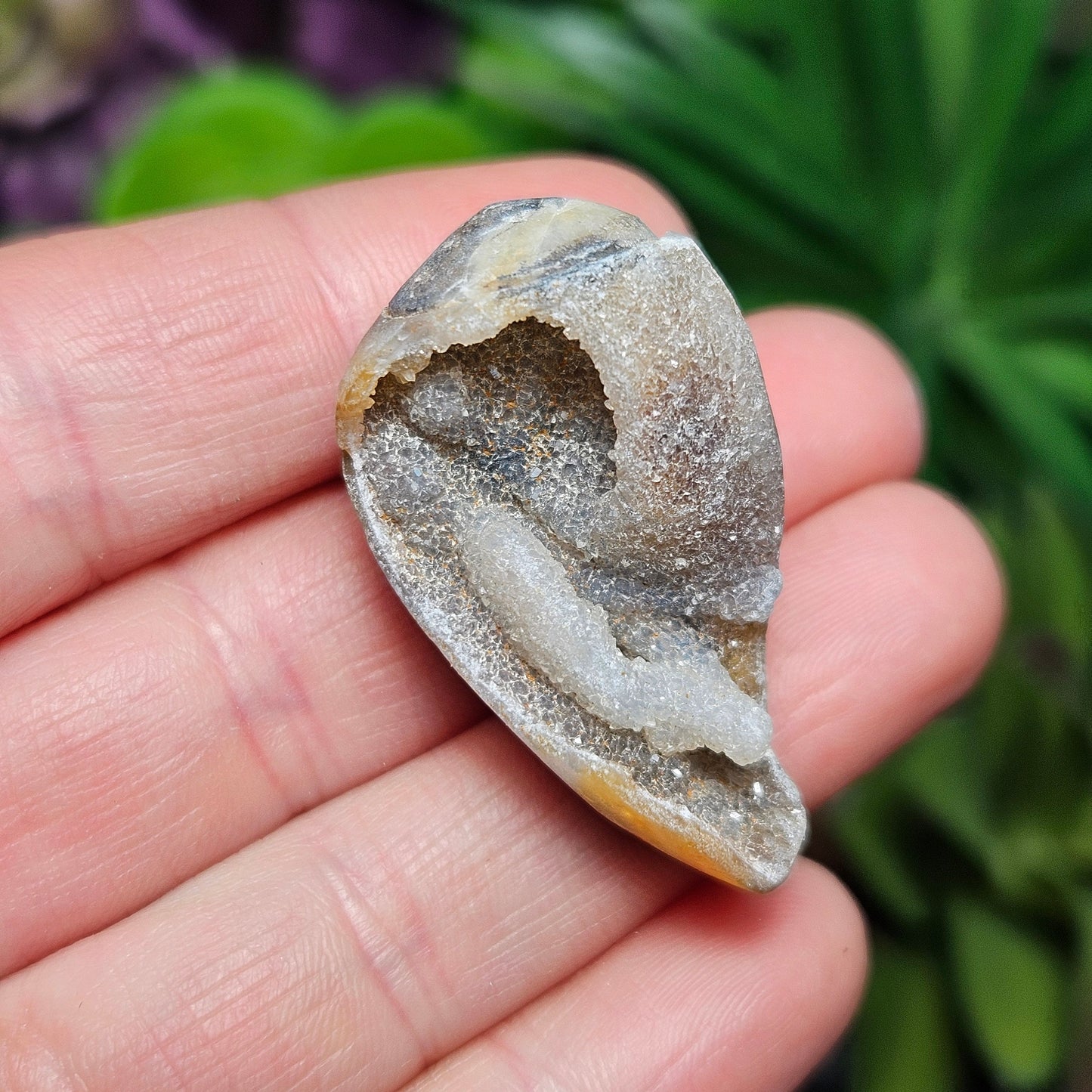 Druzy Shell Fossil