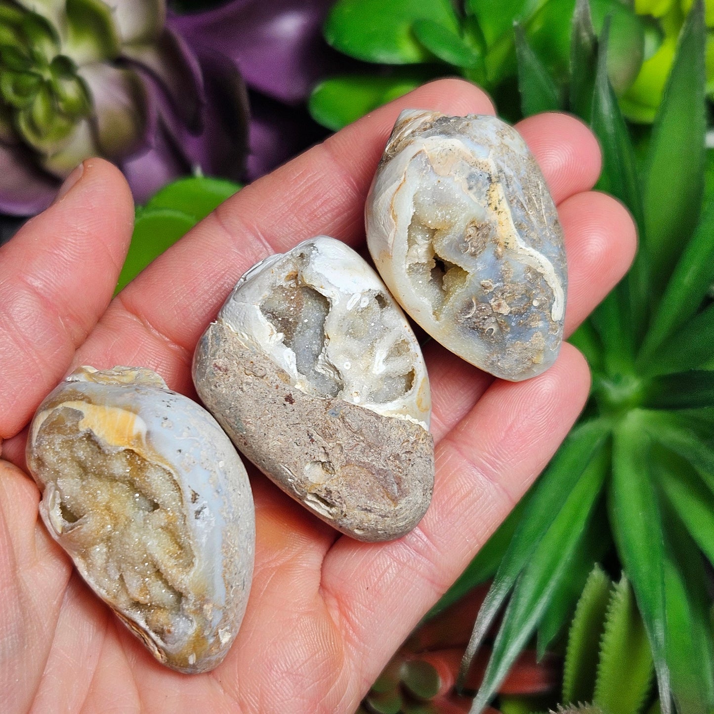 Druzy Shell Fossil