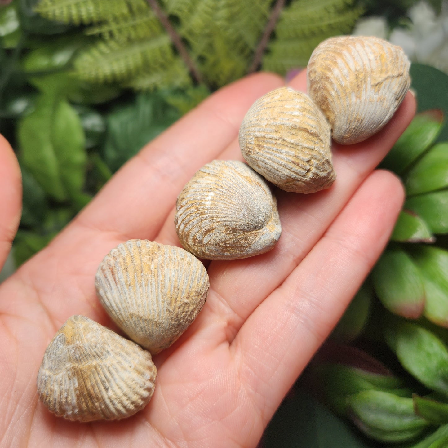 Shell Fossil