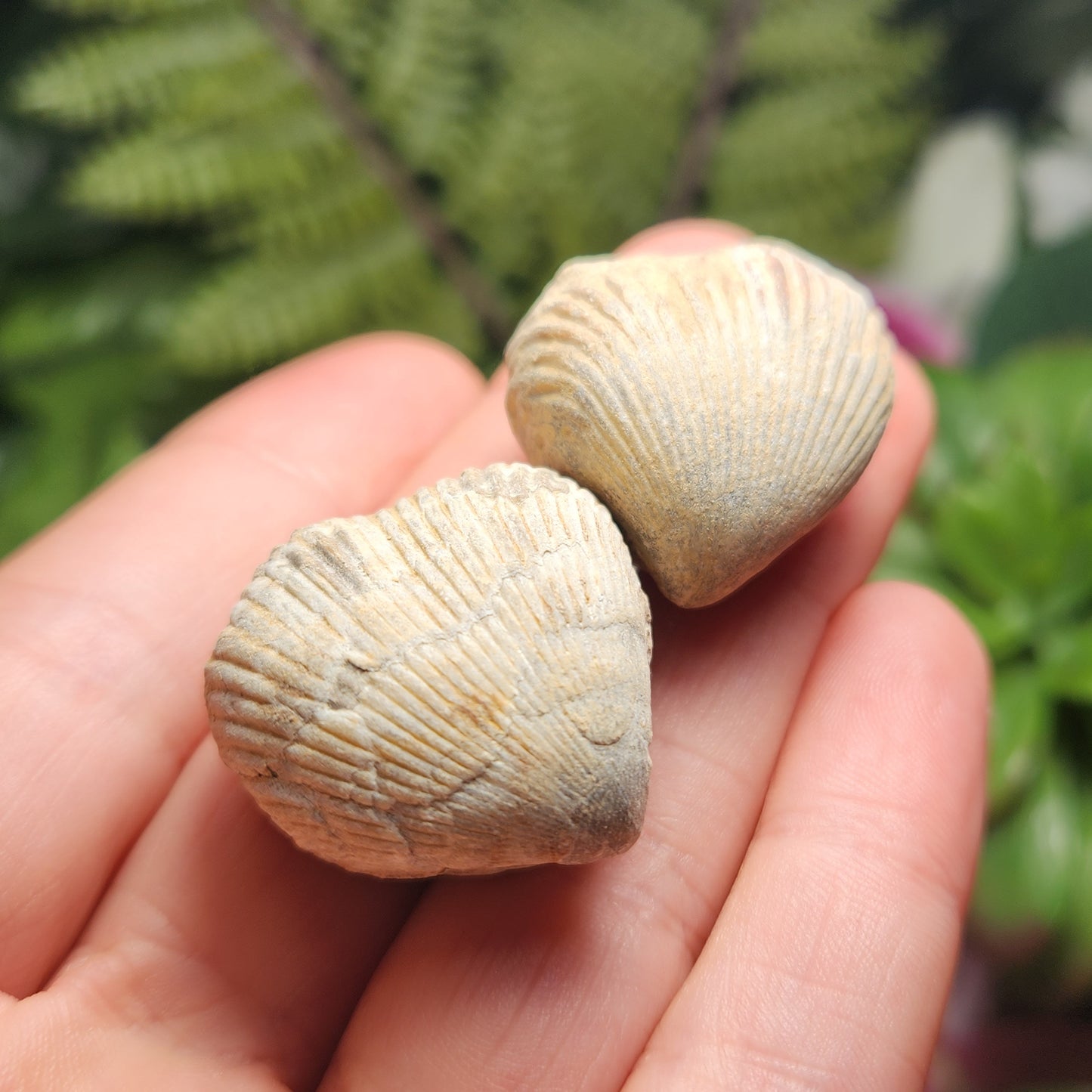 Shell Fossil
