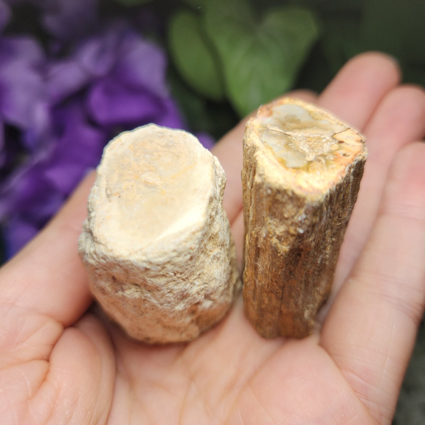 Petrified Wood