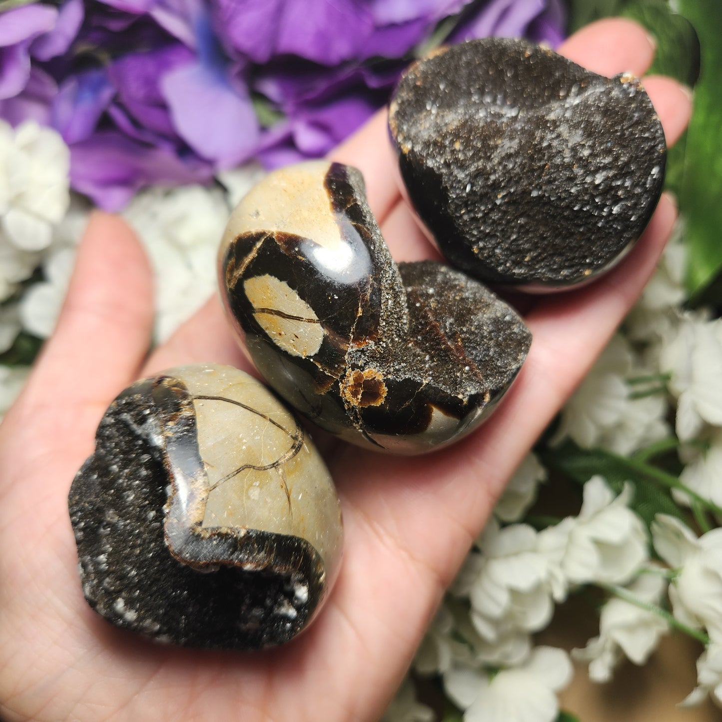 Septarian Nodule