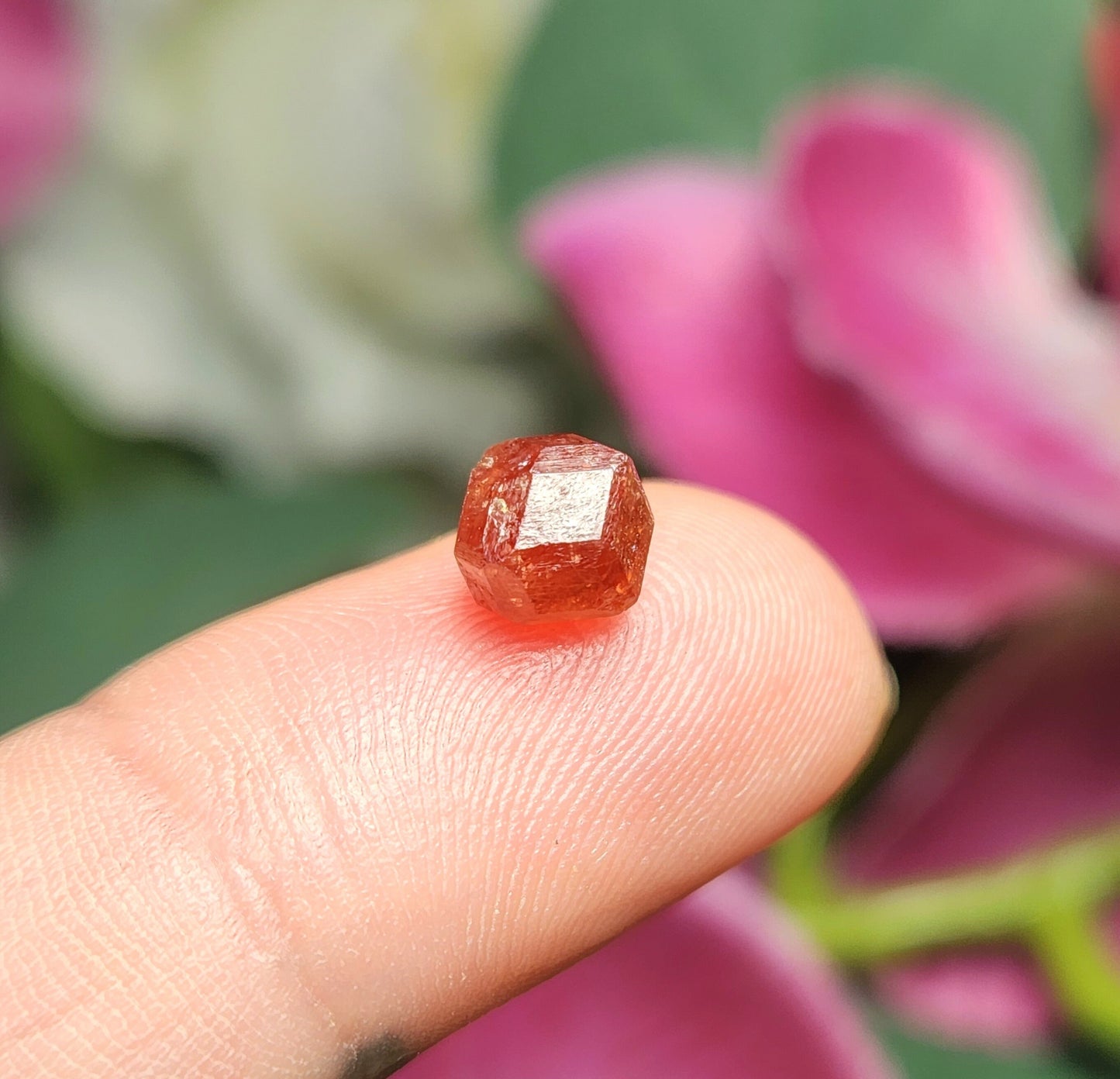 Strawberry Garnet