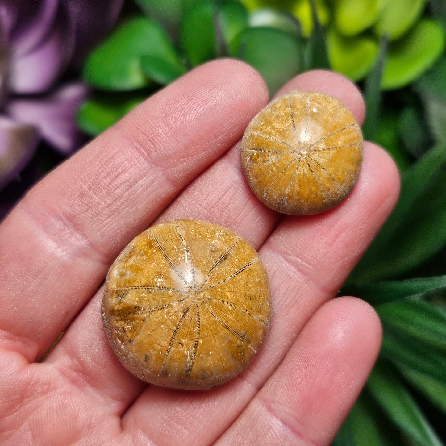 Sand Dollar Fossil