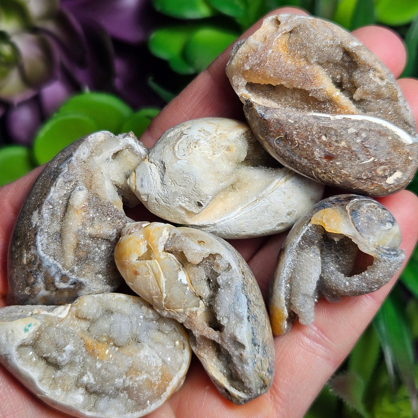Druzy Shell Fossil