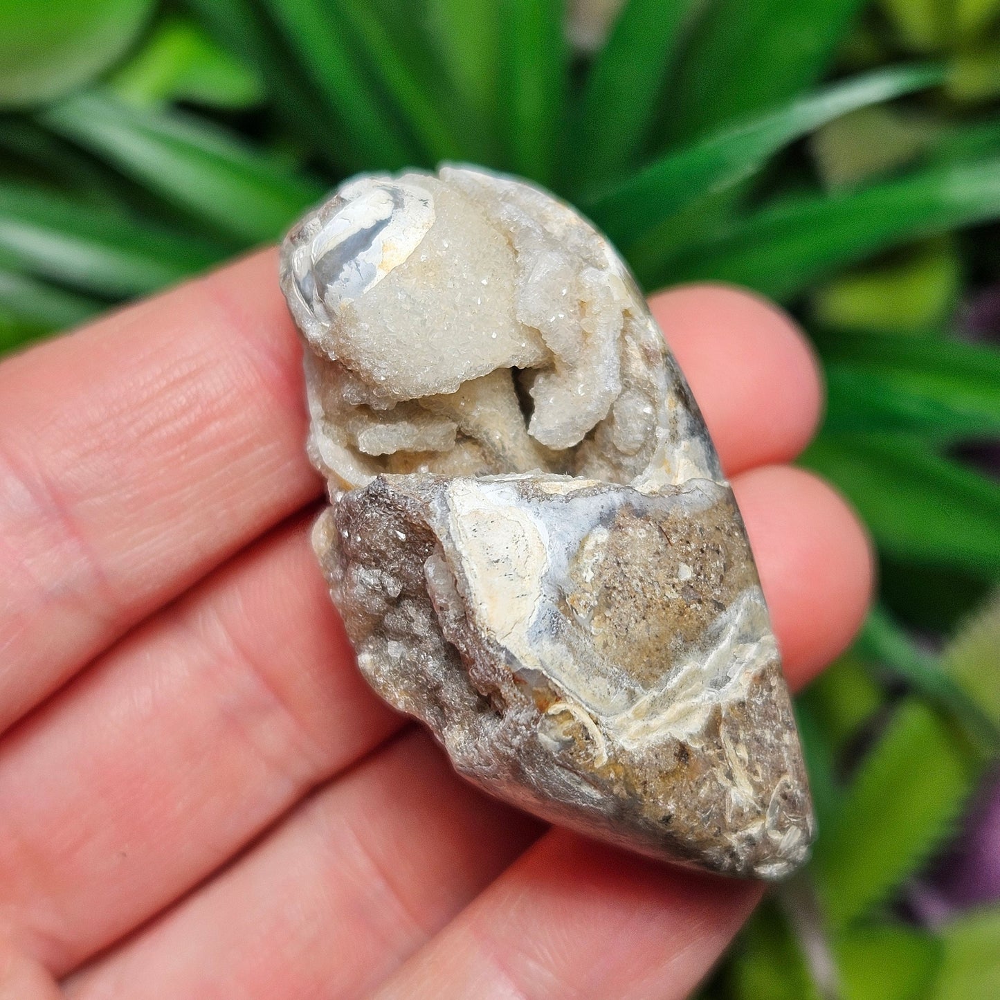 Druzy Shell Fossil
