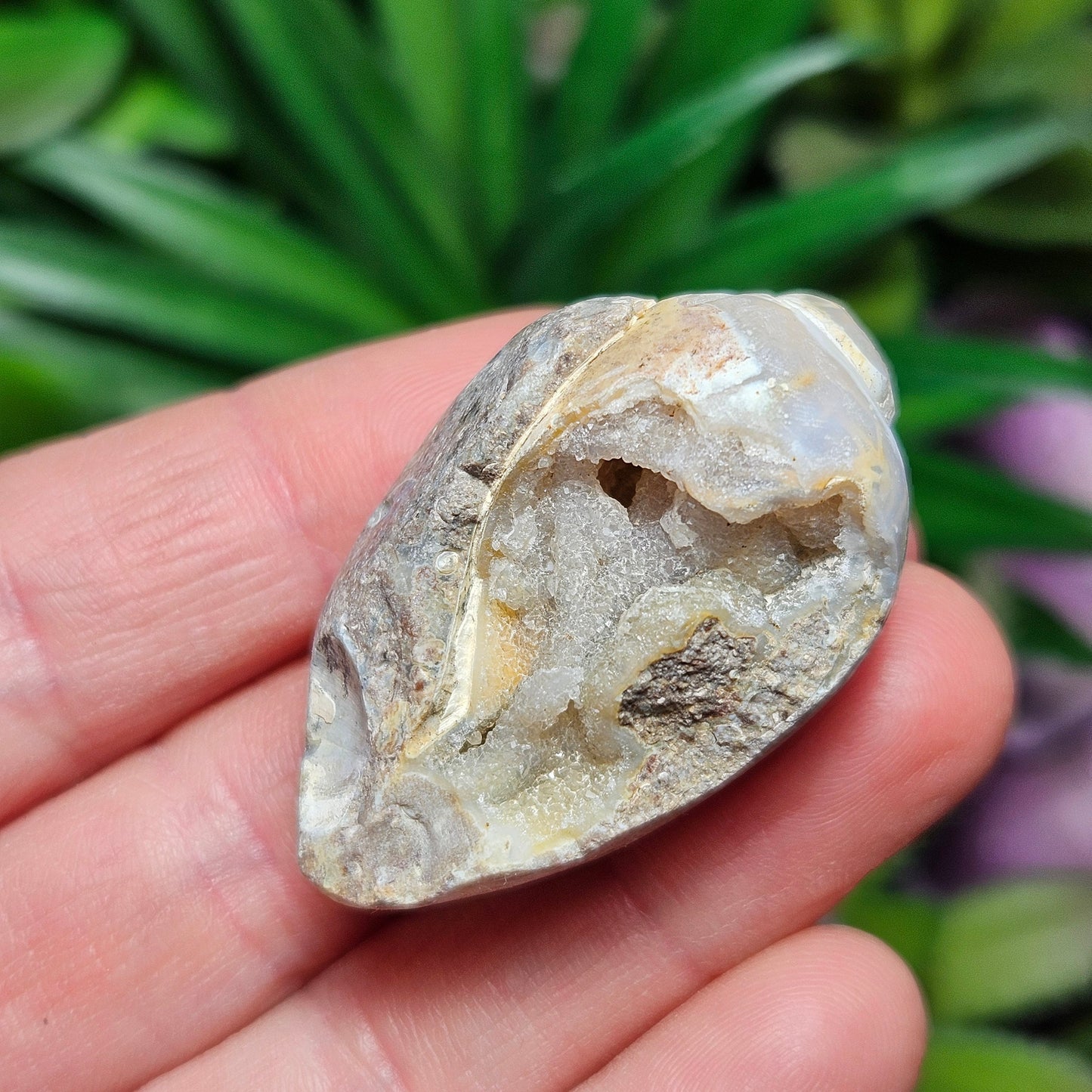 Druzy Shell Fossil