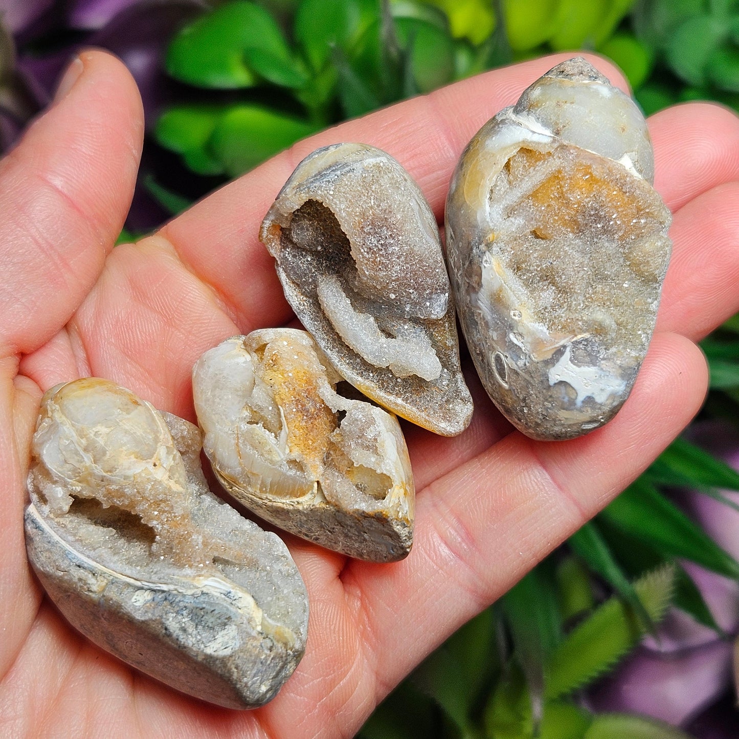 Druzy Shell Fossil