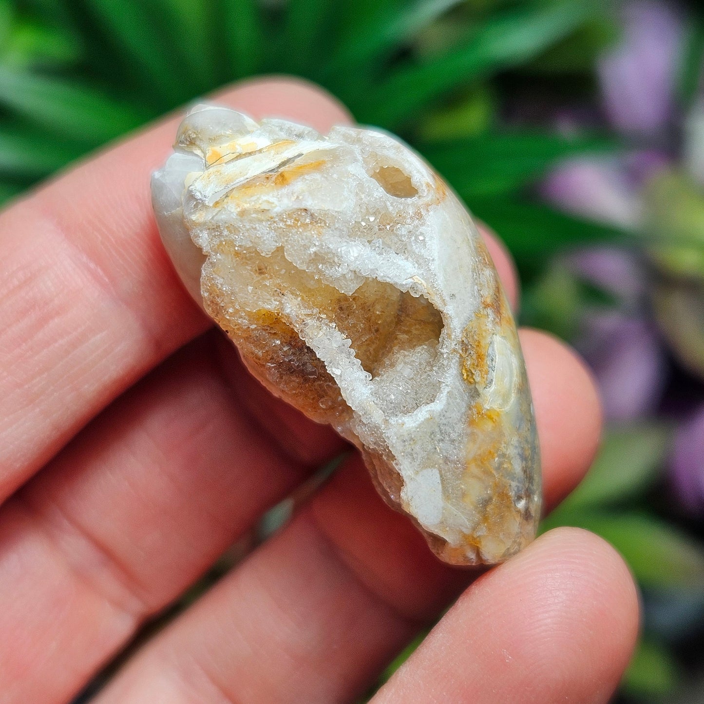 Druzy Shell Fossil