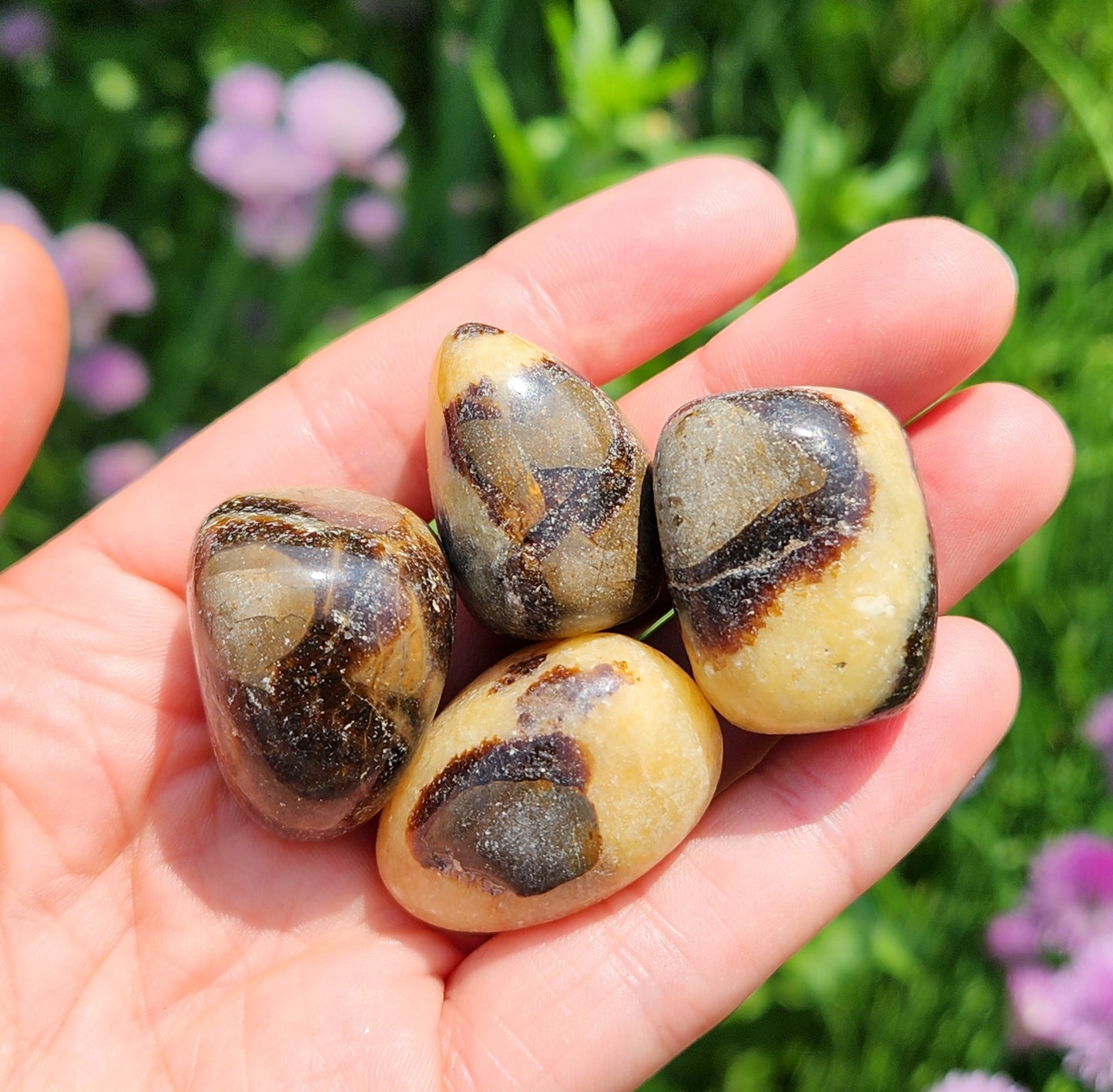 Septarian Stone