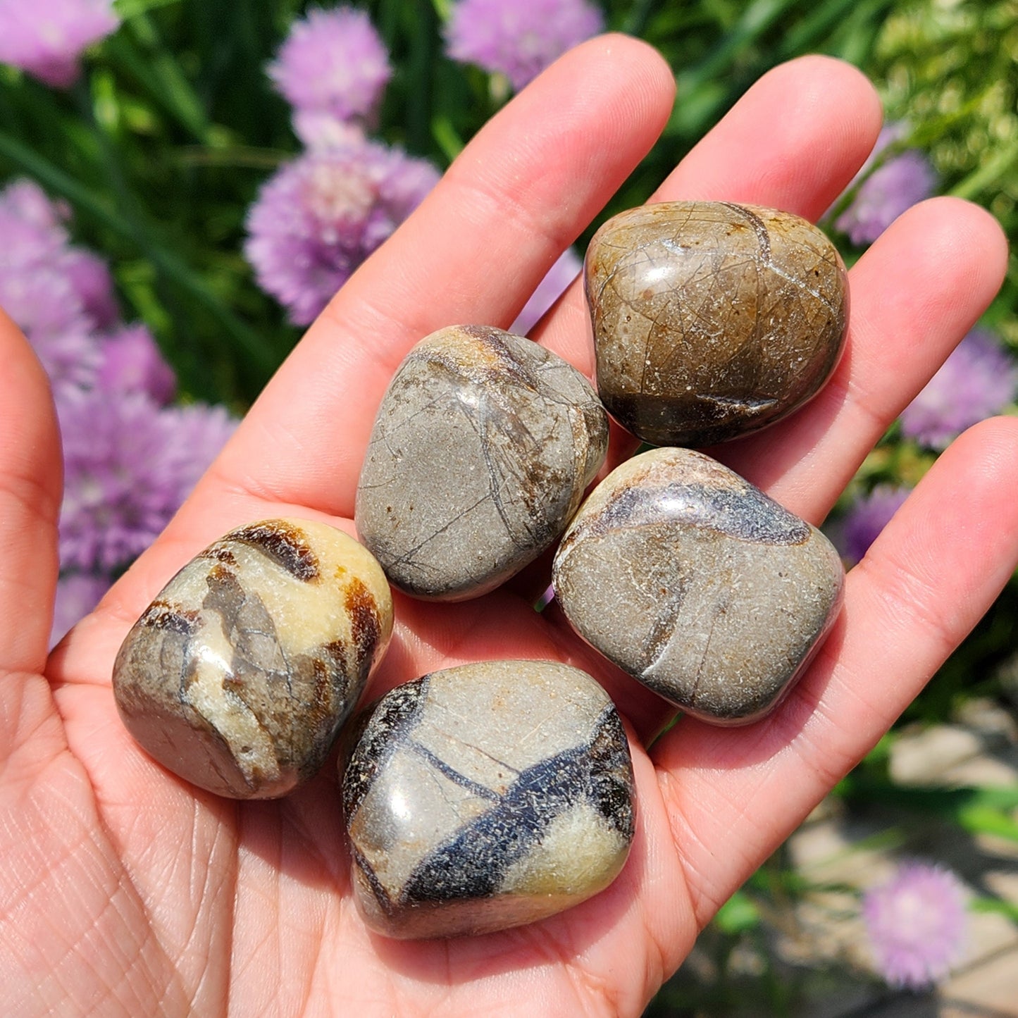 Septarian Stone