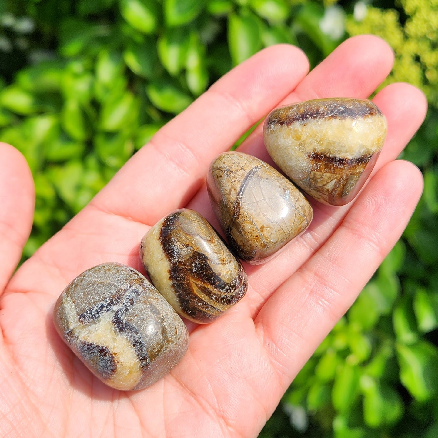 Septarian Stone