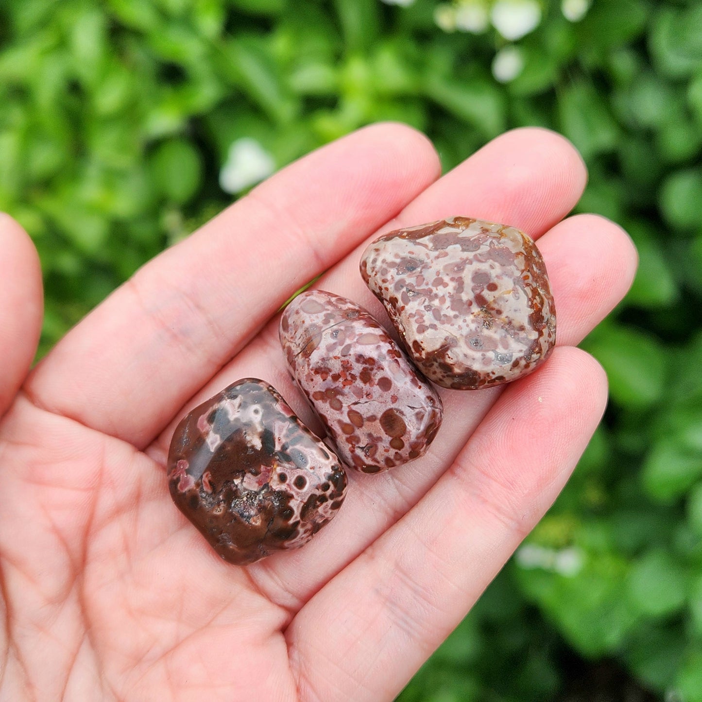 Leopard Skin Jasper