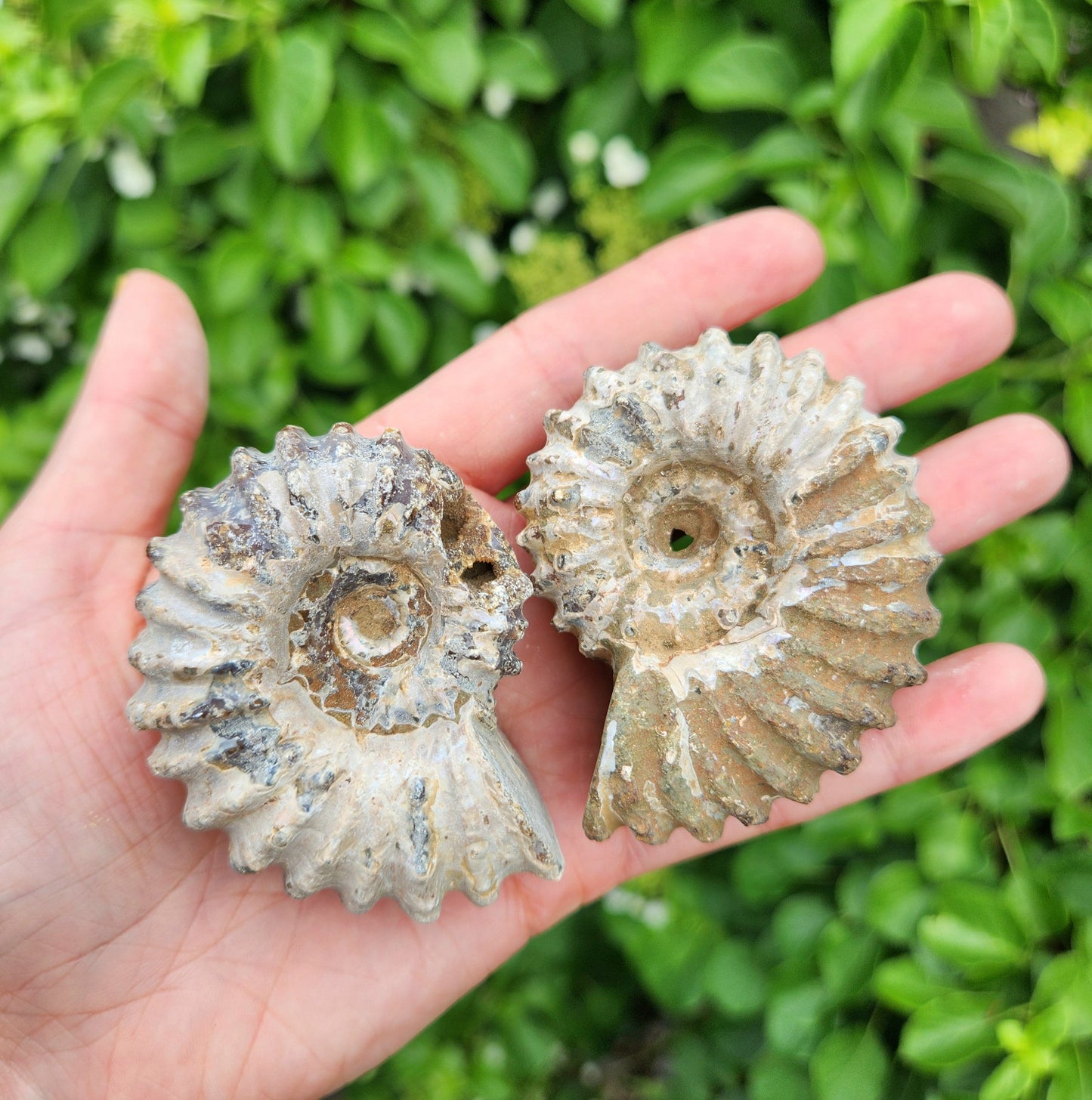 Ammonite Fossil