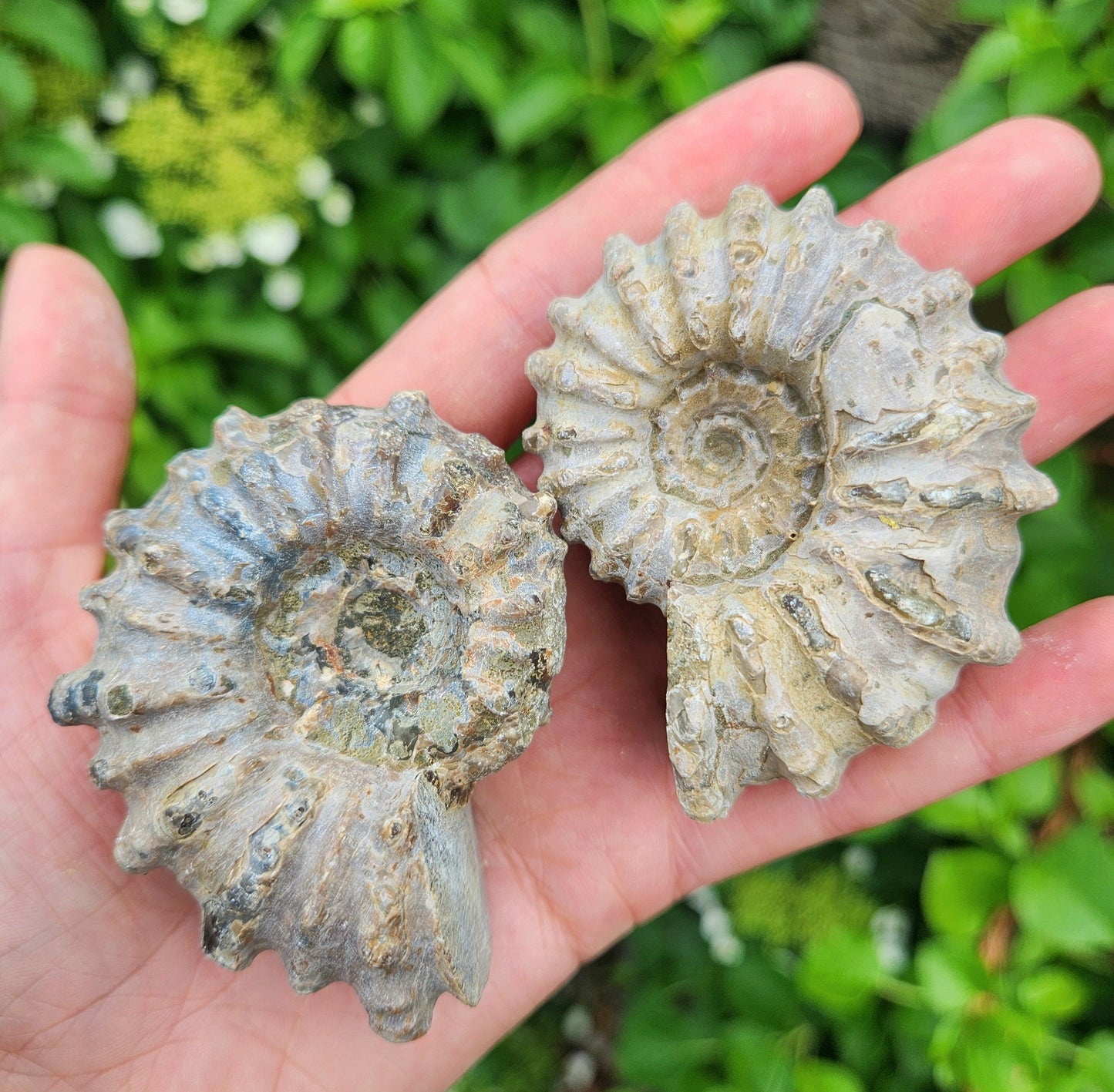 Ammonite Fossil