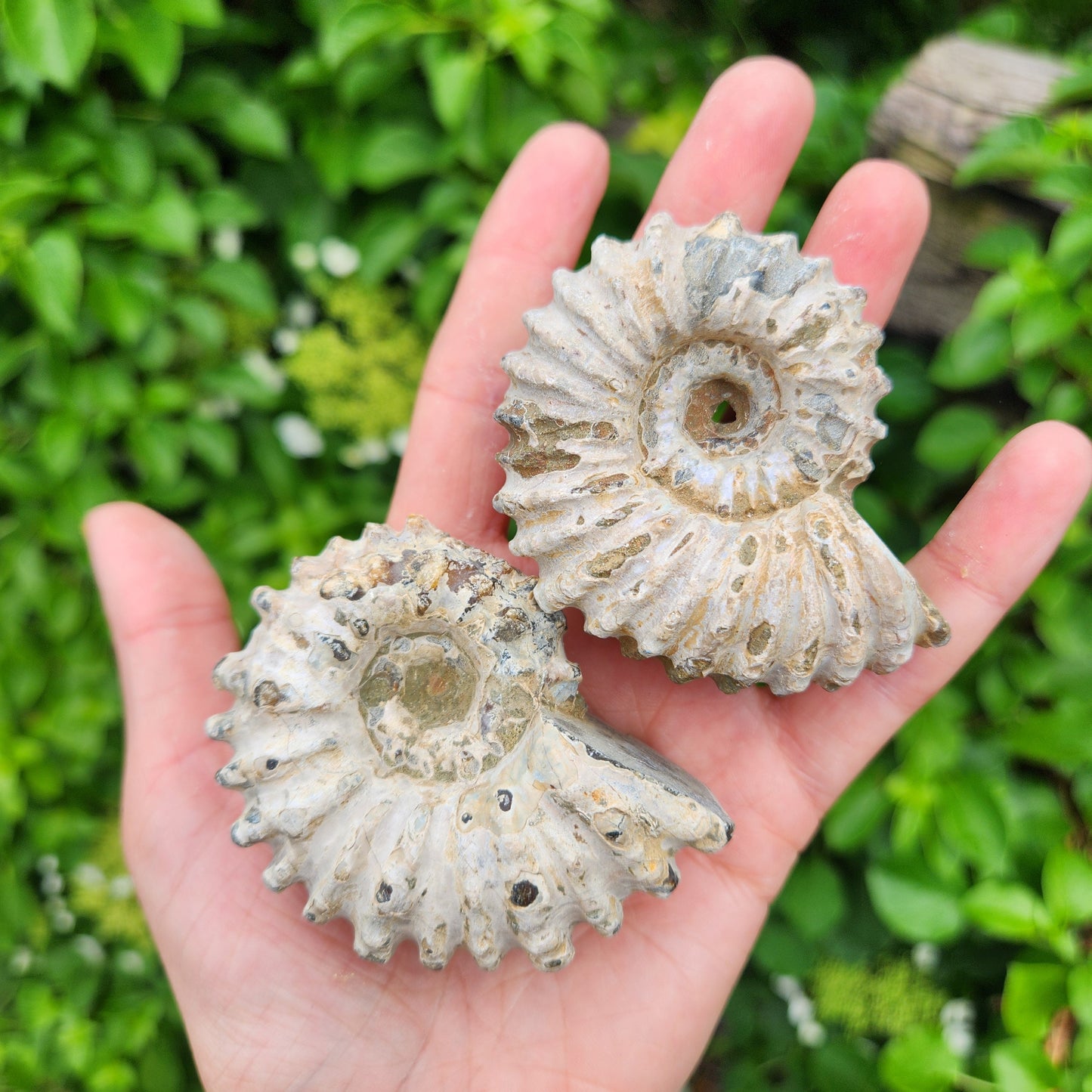 Ammonite Fossil