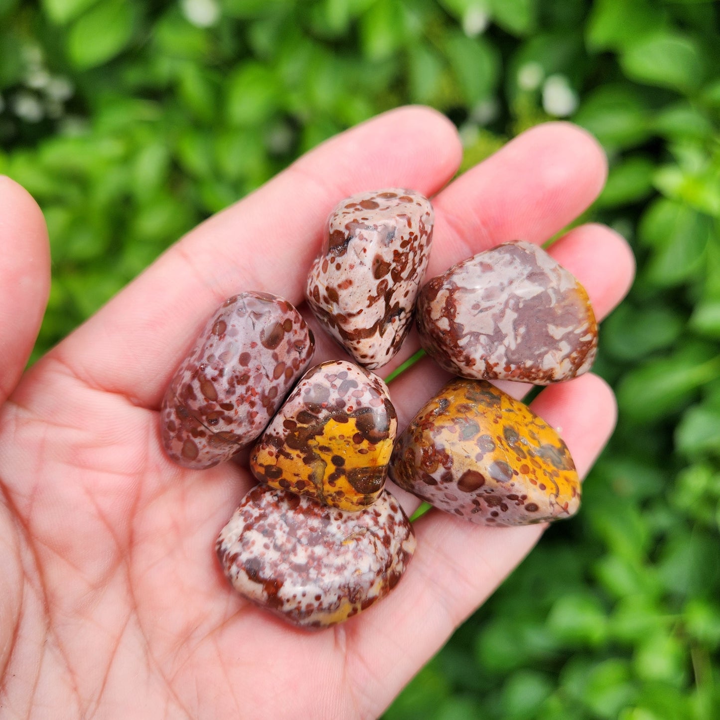 Leopard Skin Jasper