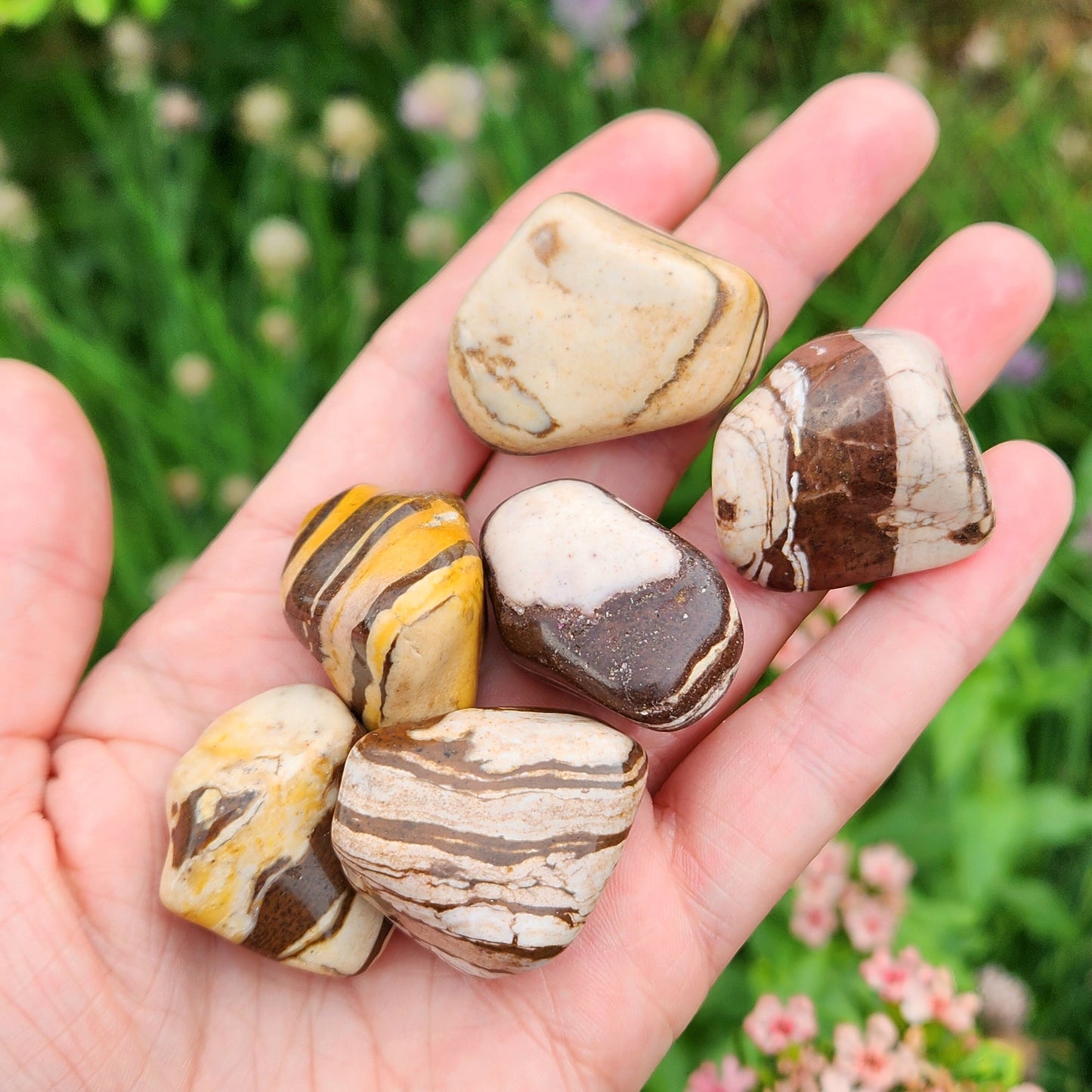 Red Zebra Jasper