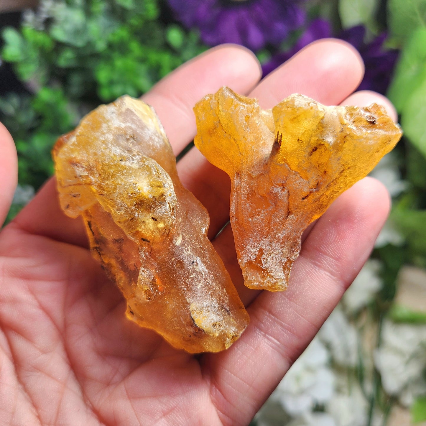 Amber with Insects