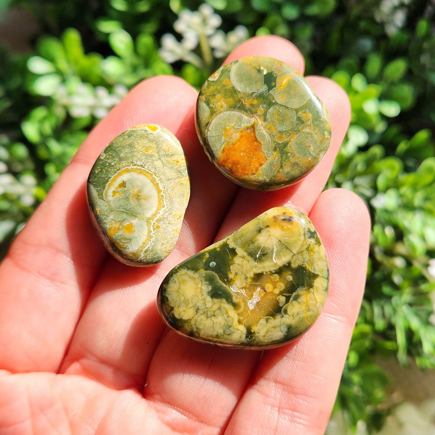 Rainforest Jasper Stone
