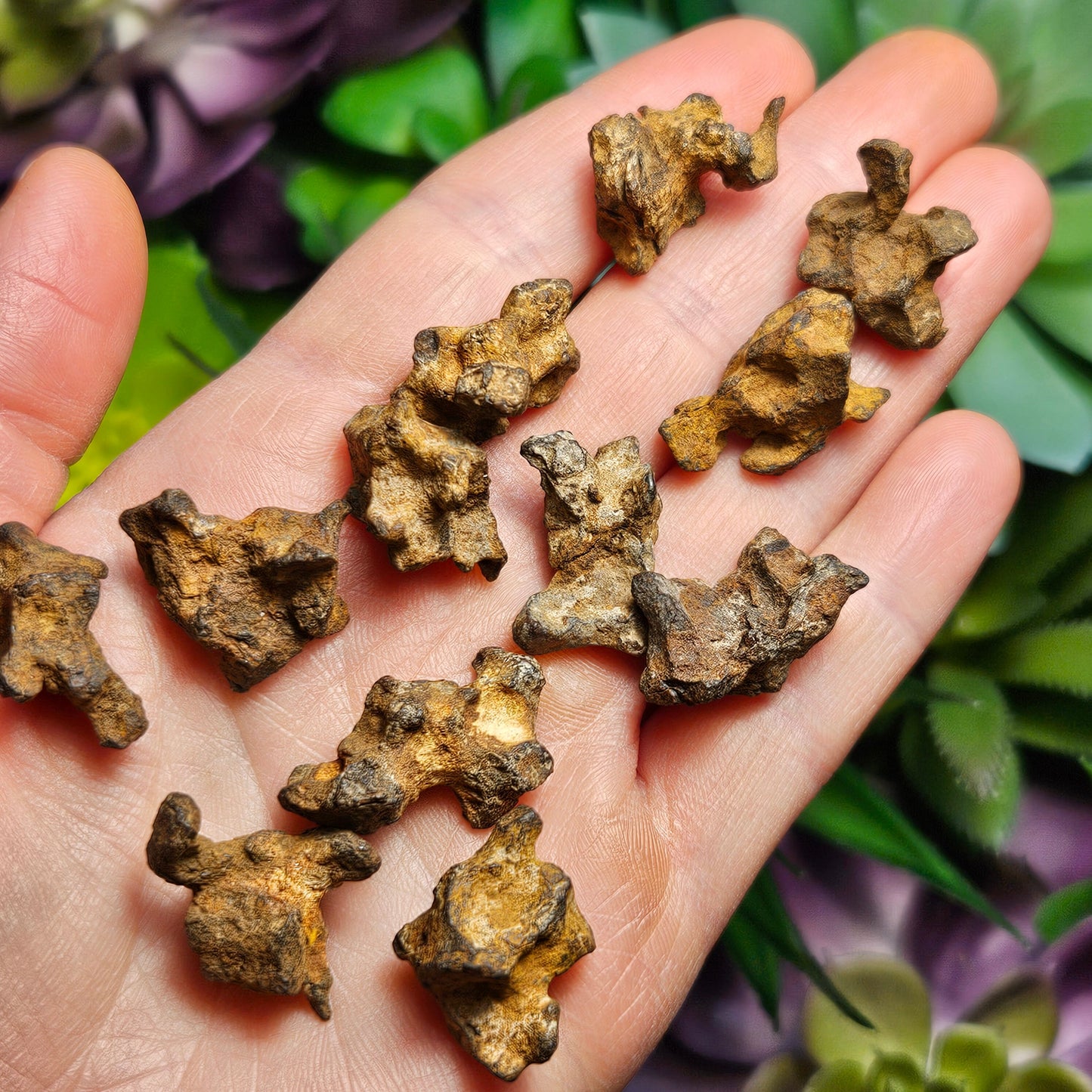XL Pallasite Meteorite
