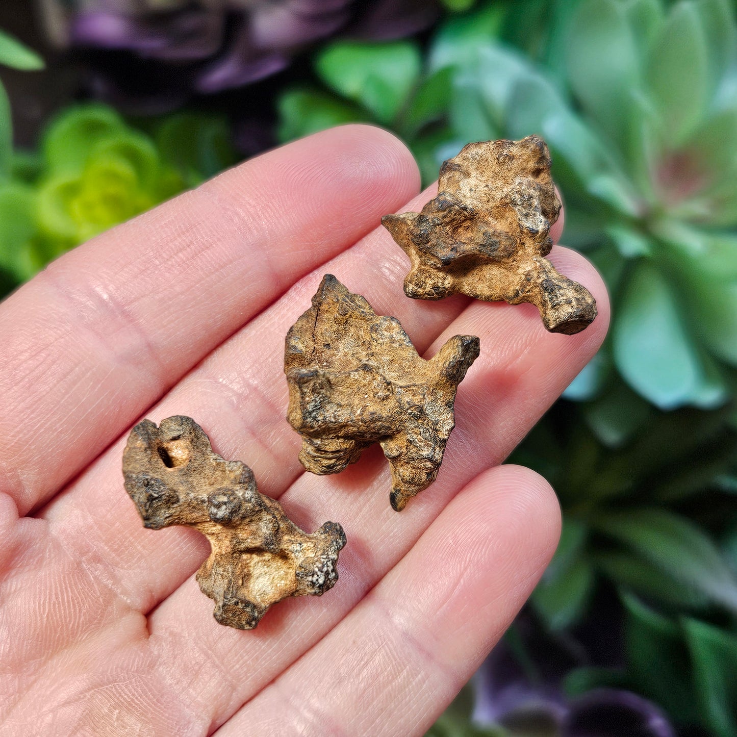 XL Pallasite Meteorite