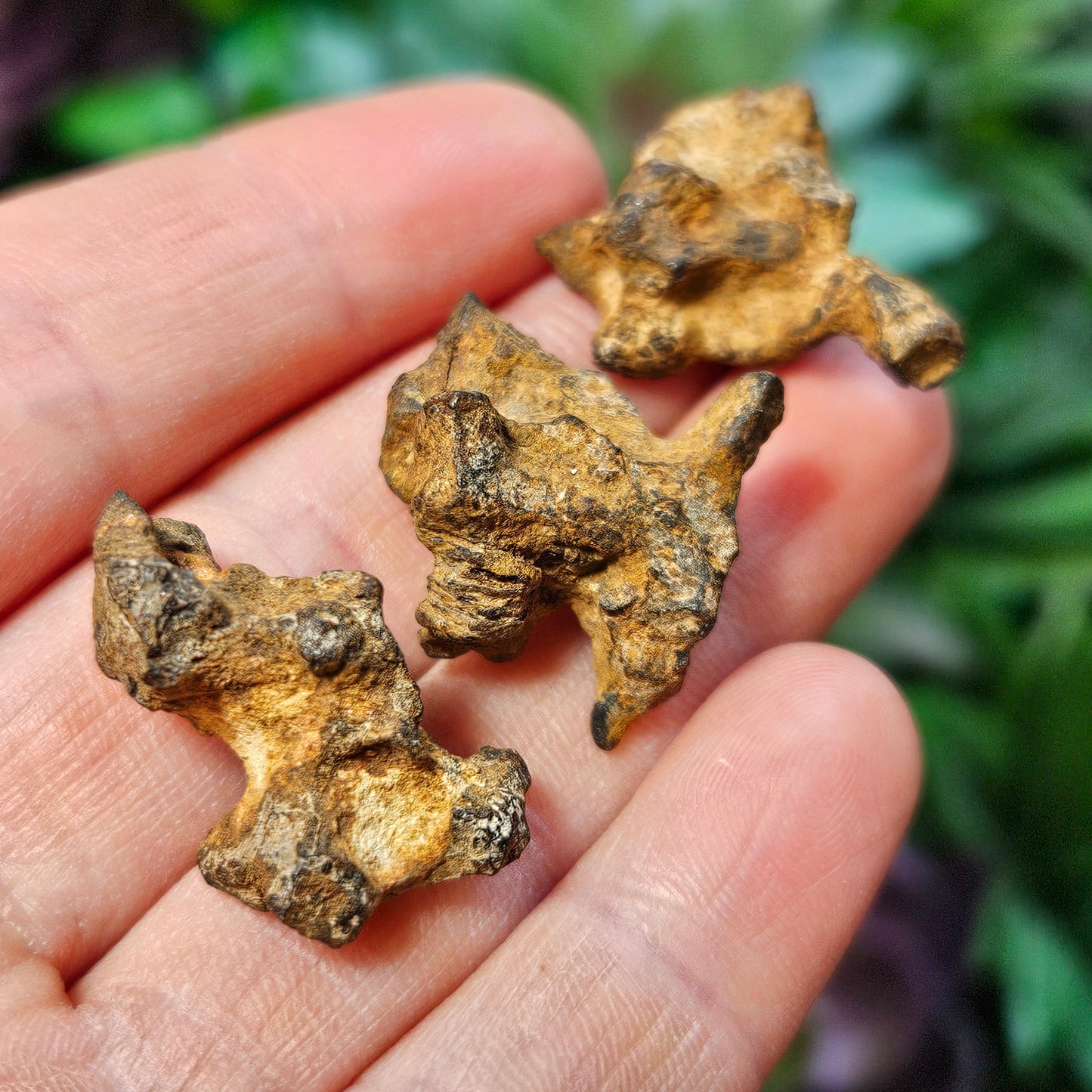 XL Pallasite Meteorite