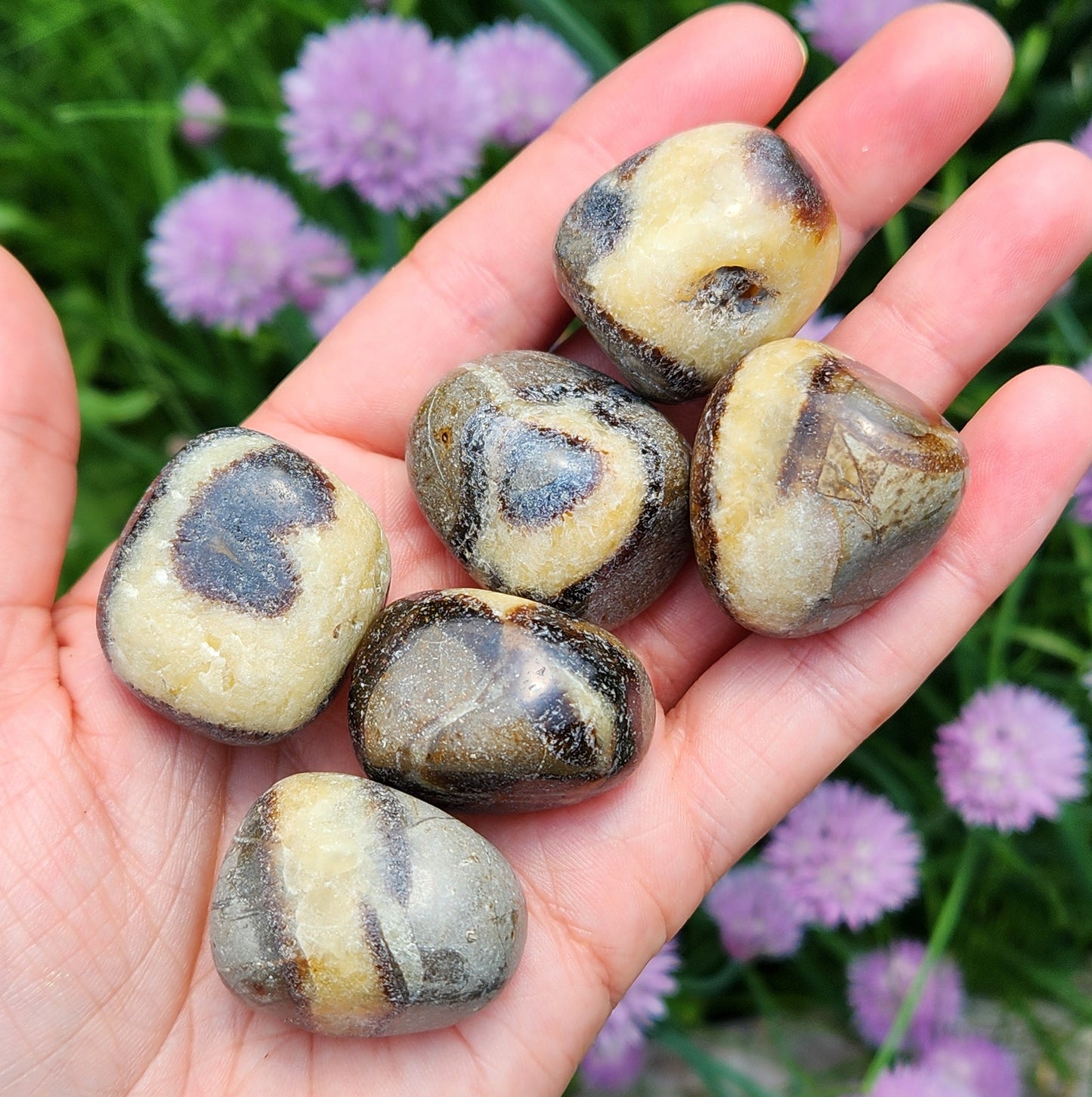 Septarian Stone