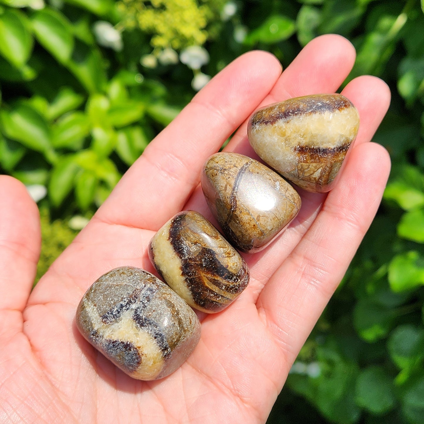 Septarian Stone