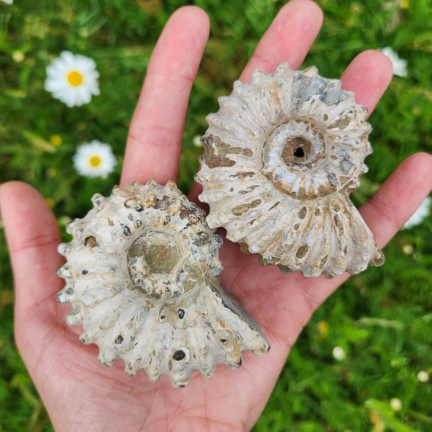 Ammonite Fossil