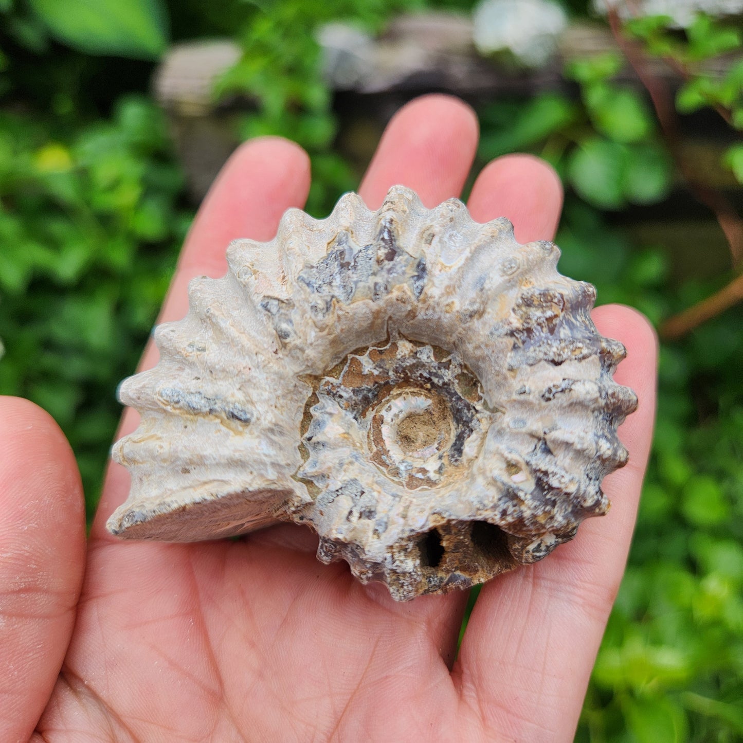 Ammonite Fossil