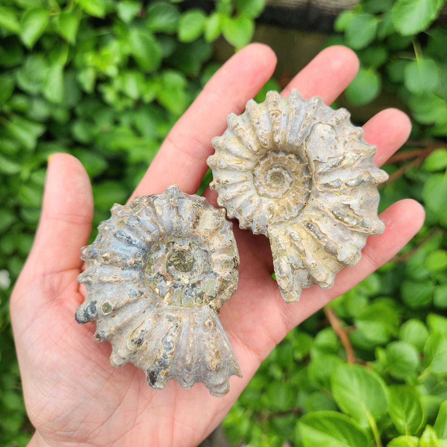 Ammonite Fossil