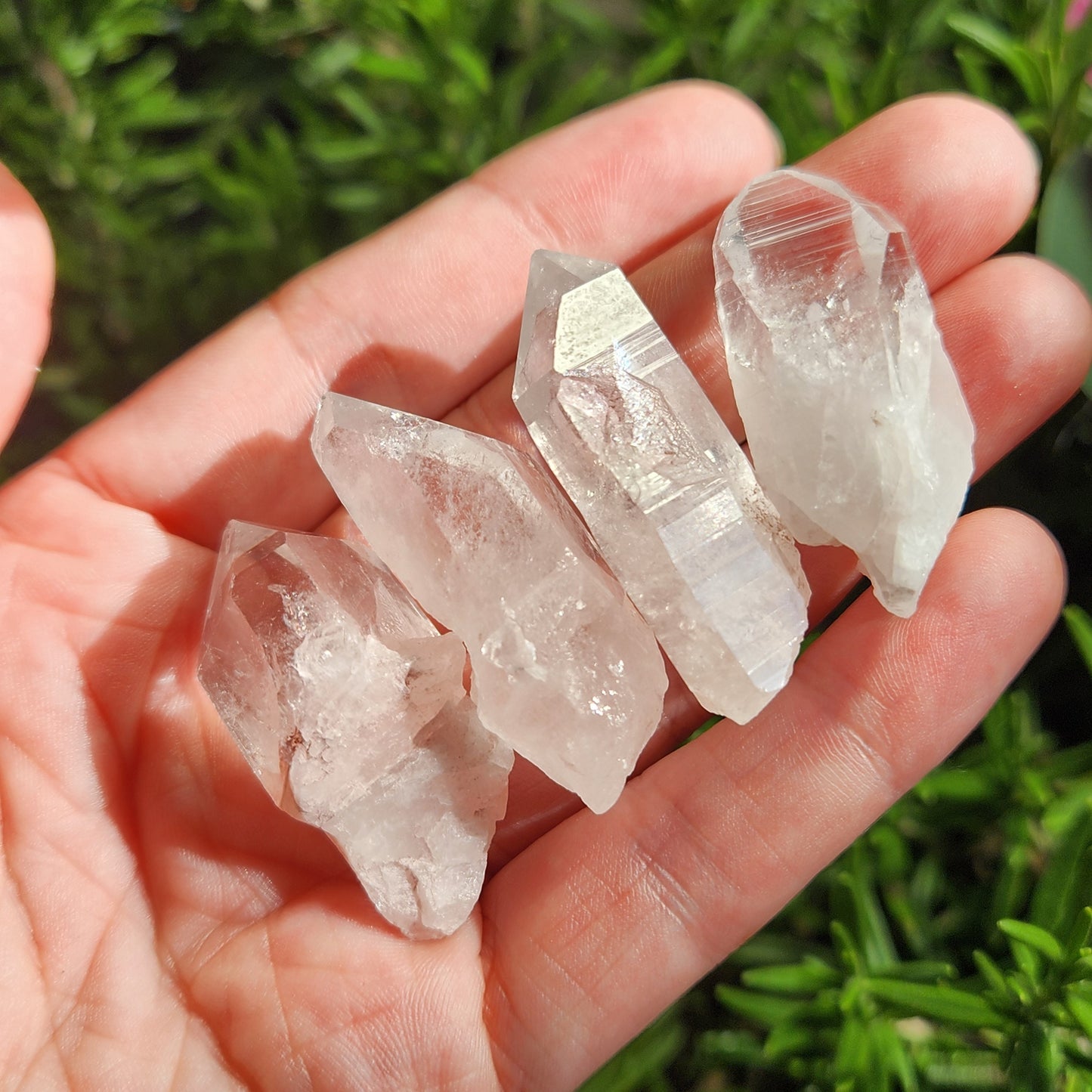 Lemurian Seed Quartz