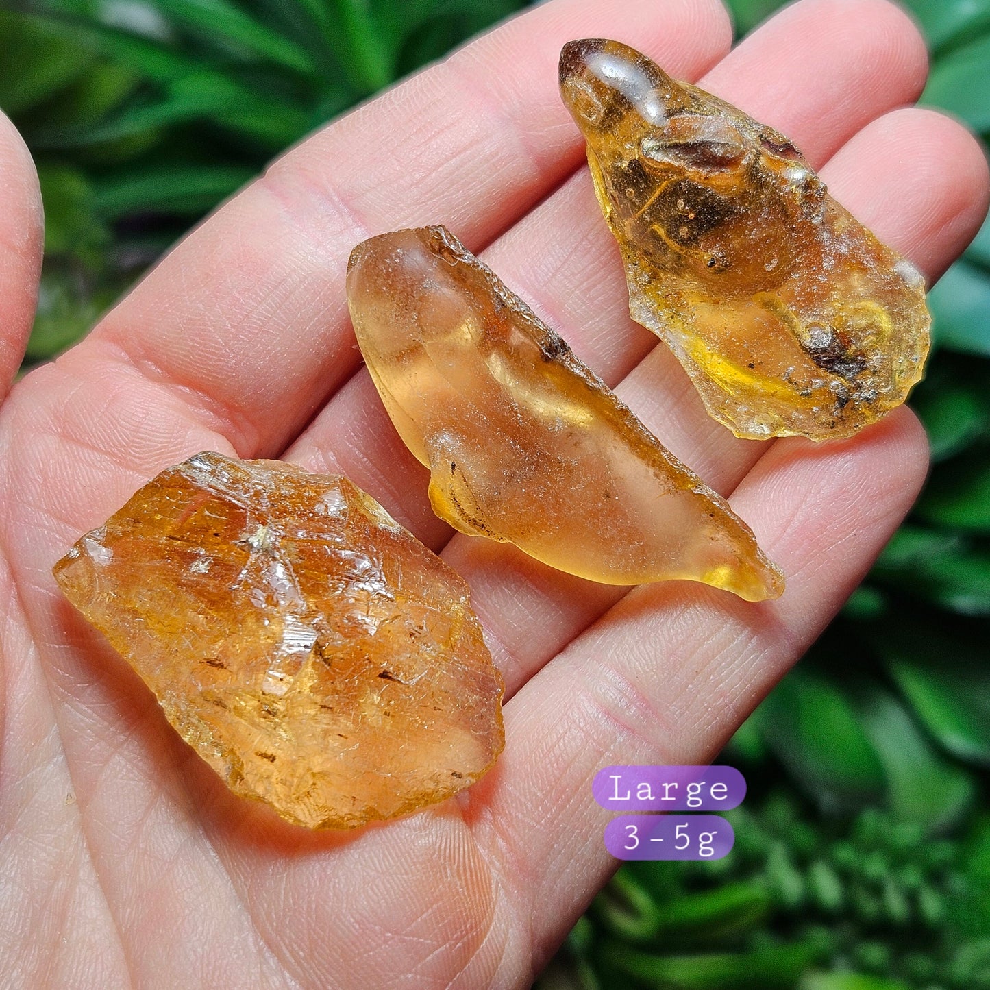Amber with Insects