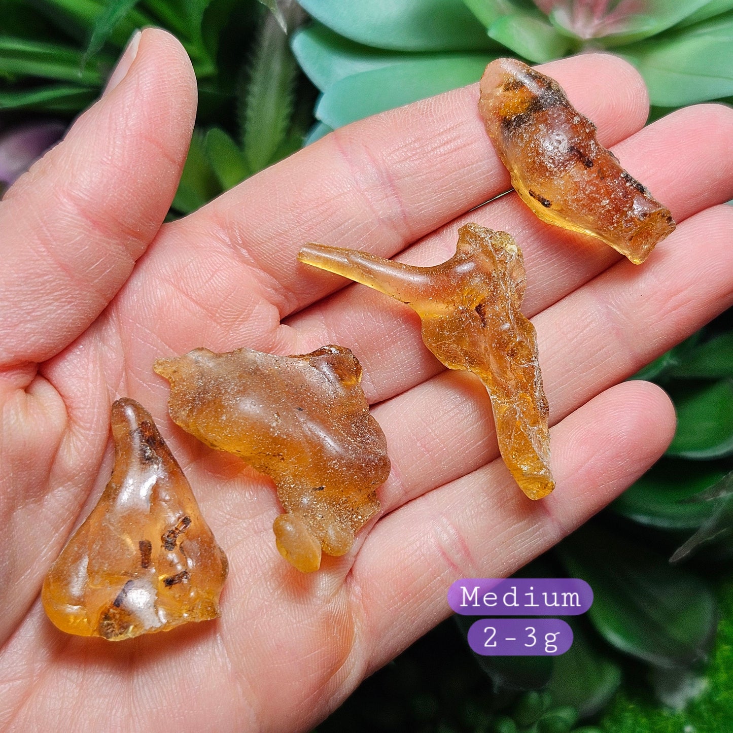 Amber with Insects
