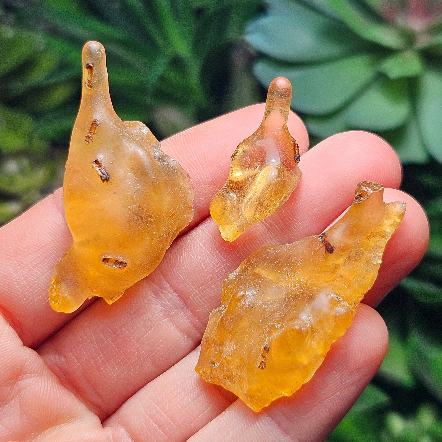 Amber with Insects