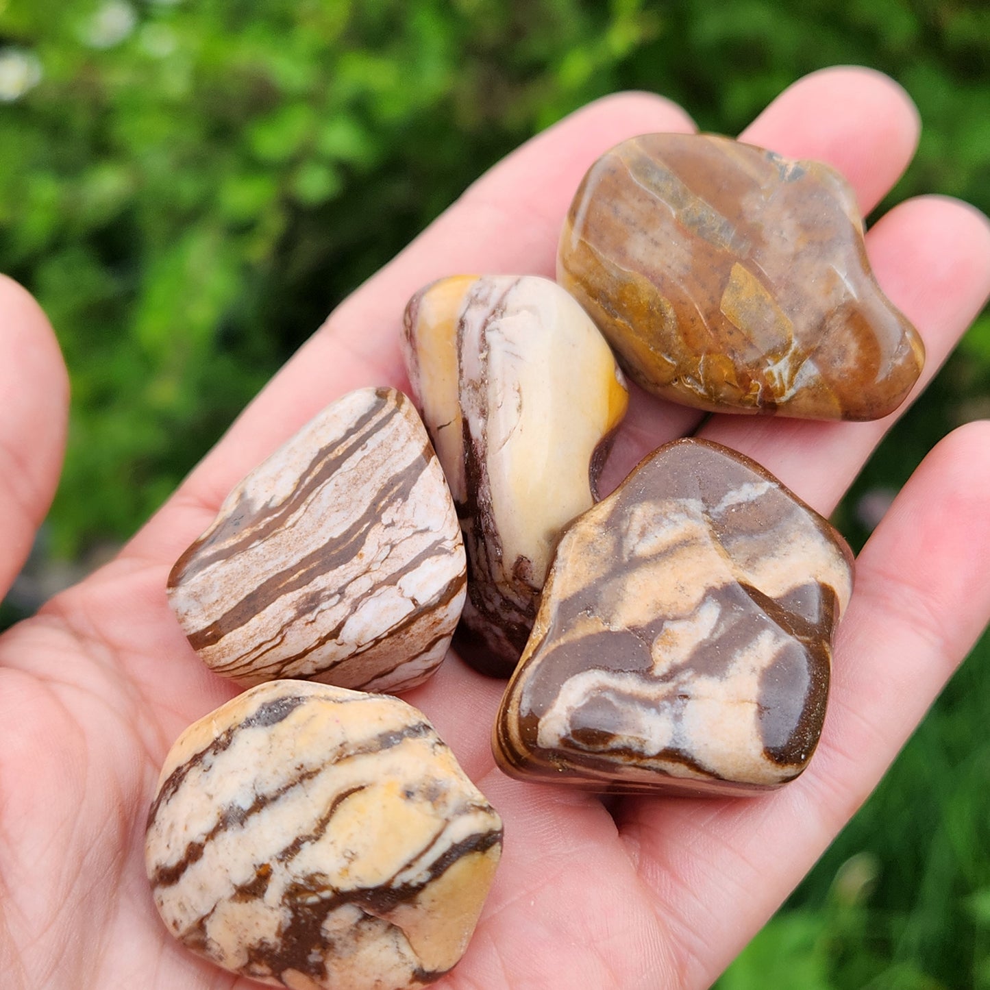 Red Zebra Jasper