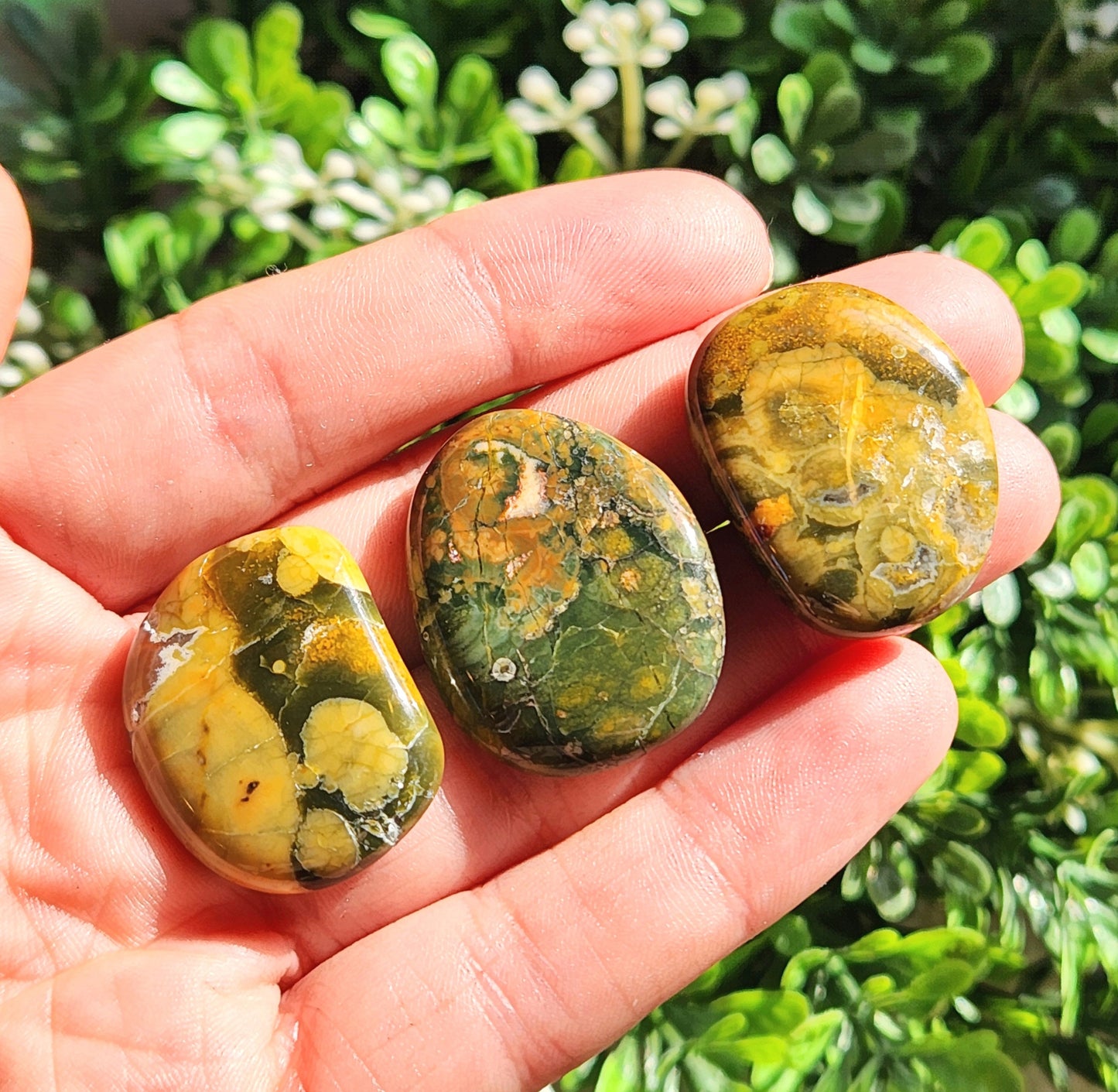 Rainforest Jasper Stone