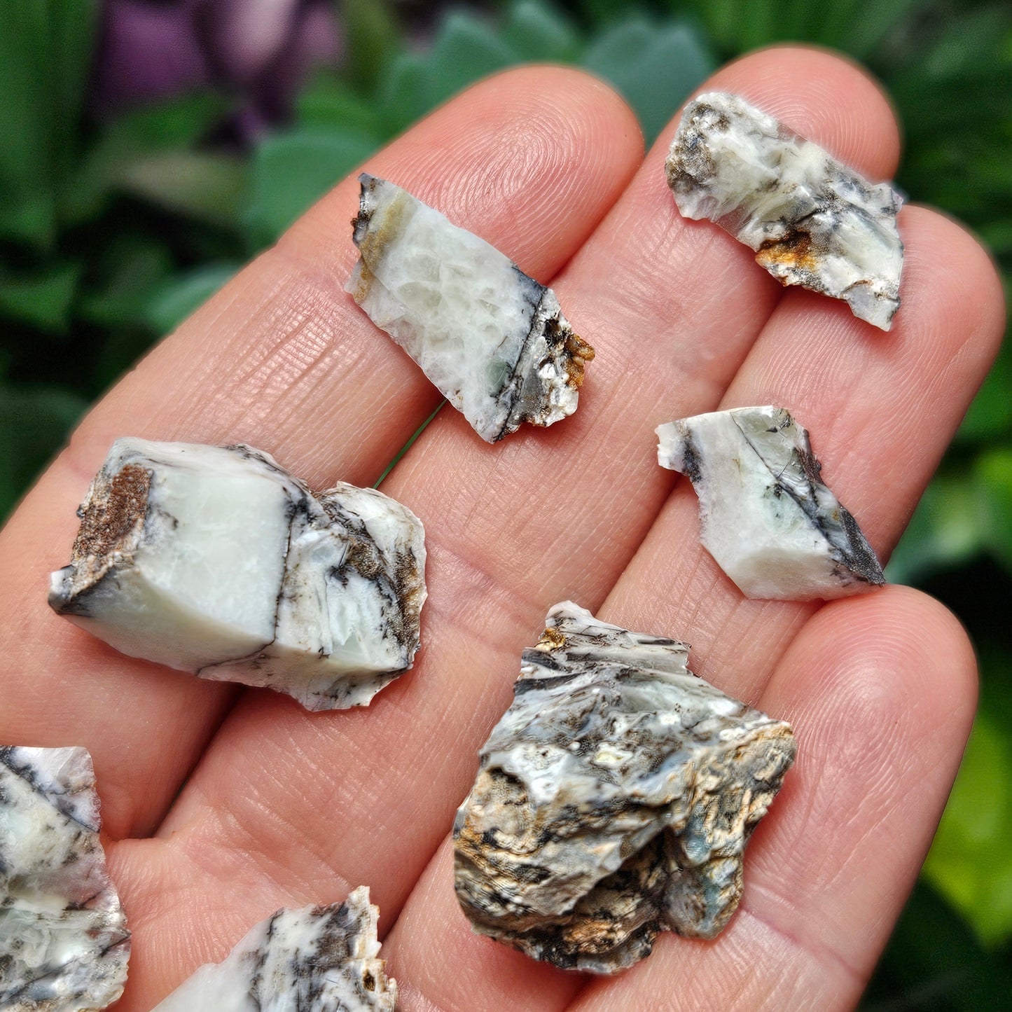 RARE Mount Shasta Opal Specimen