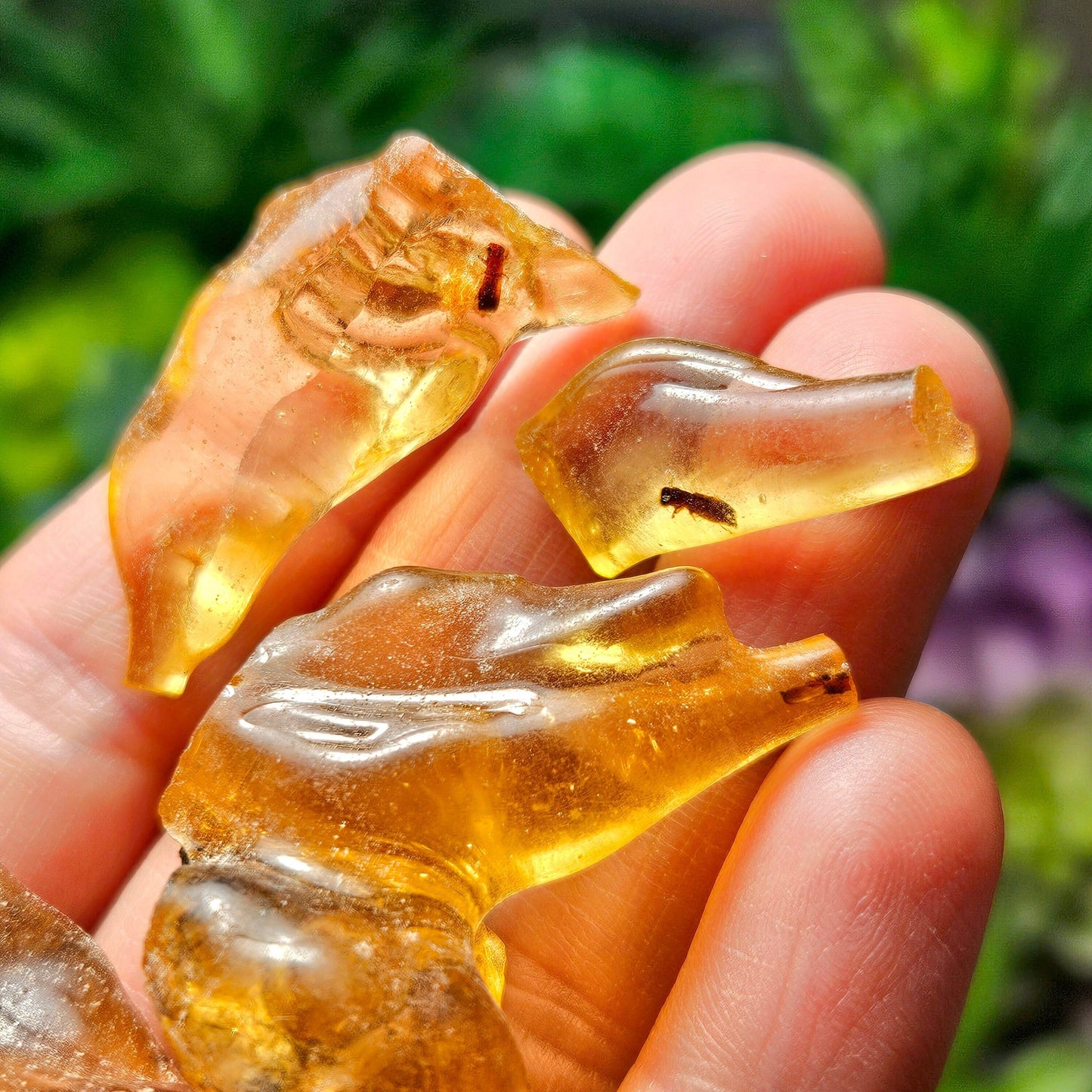 Amber with Insects