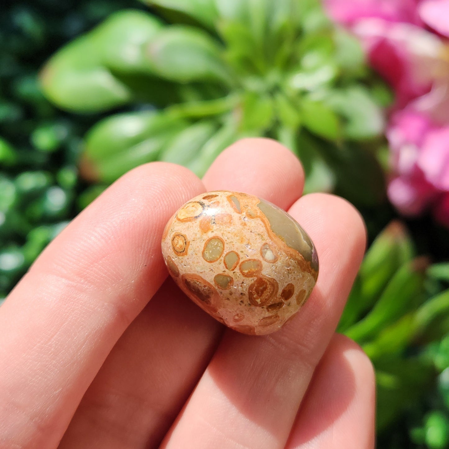 Leopardite Jasper