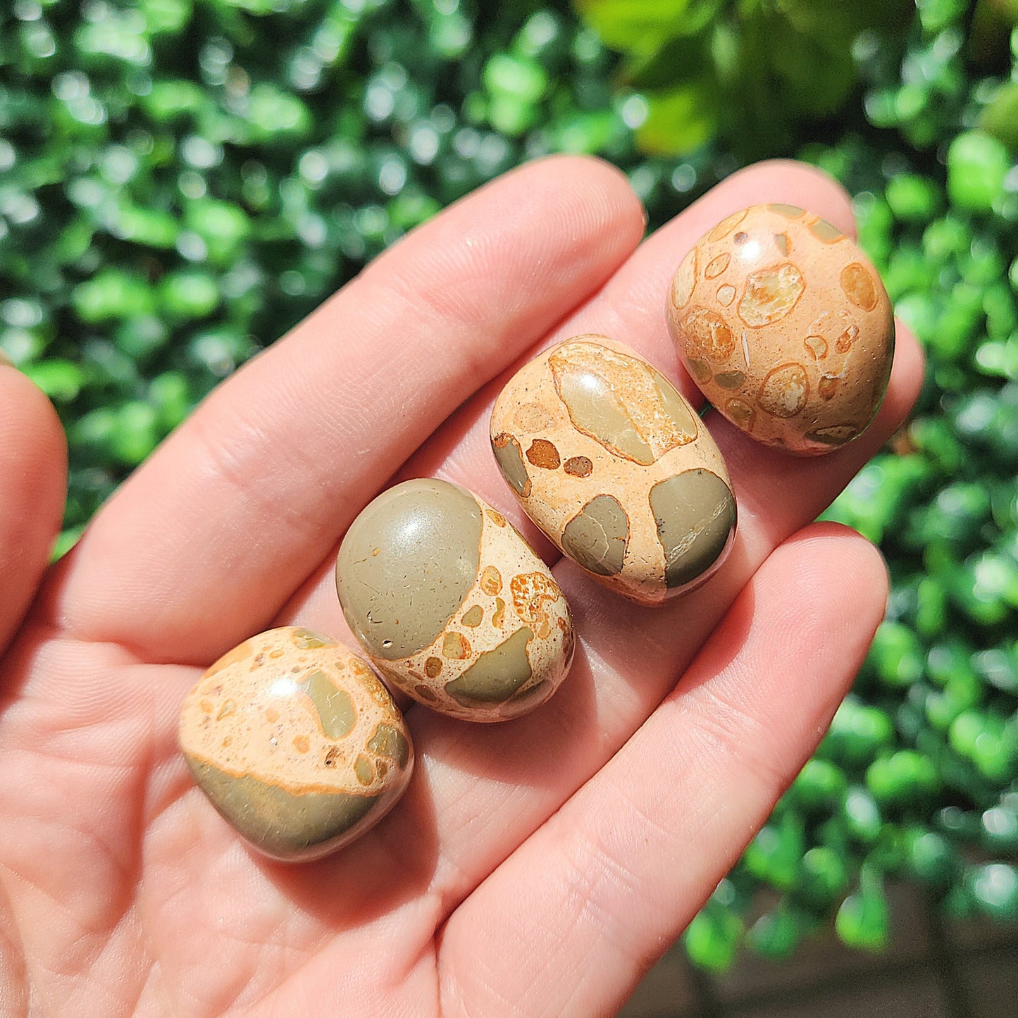 Leopardite Jasper
