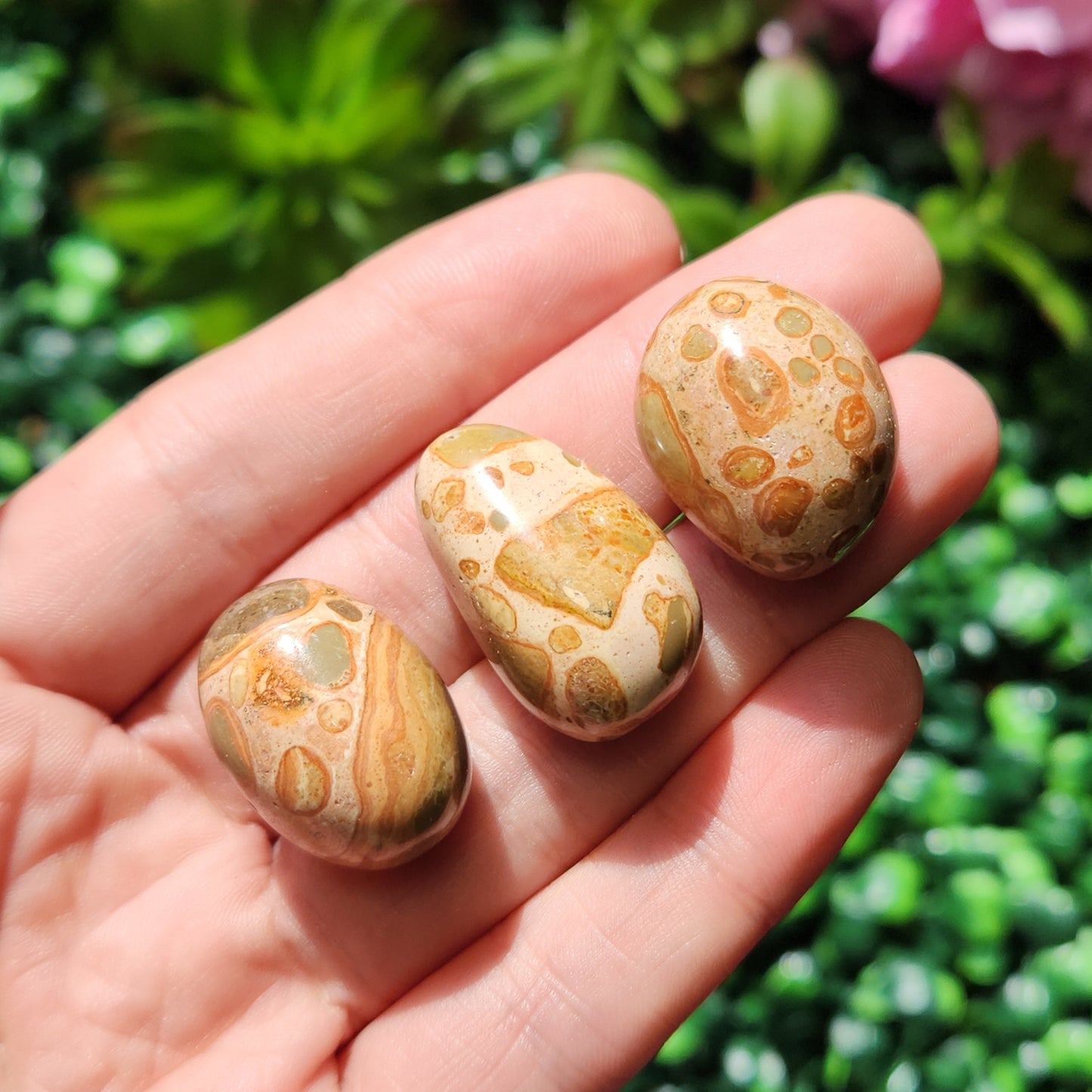 Leopardite Jasper