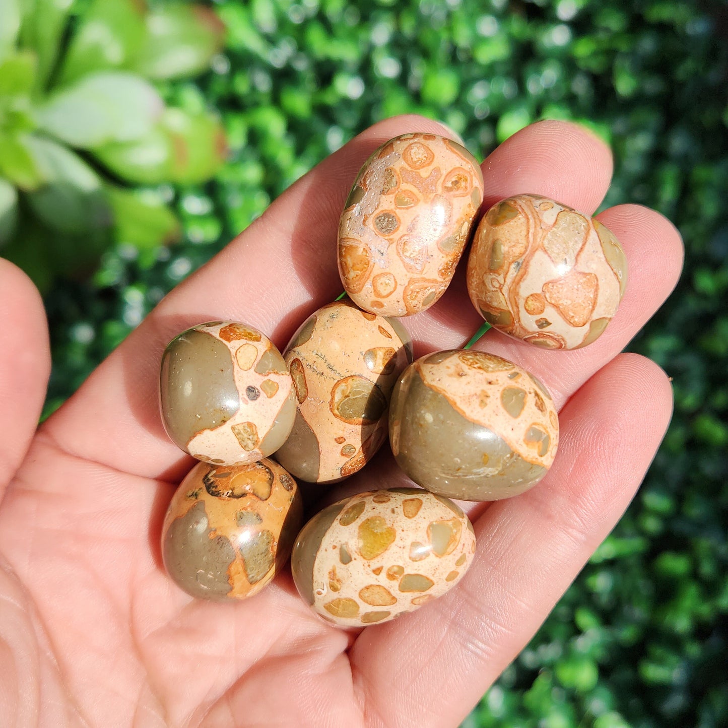 Leopardite Jasper