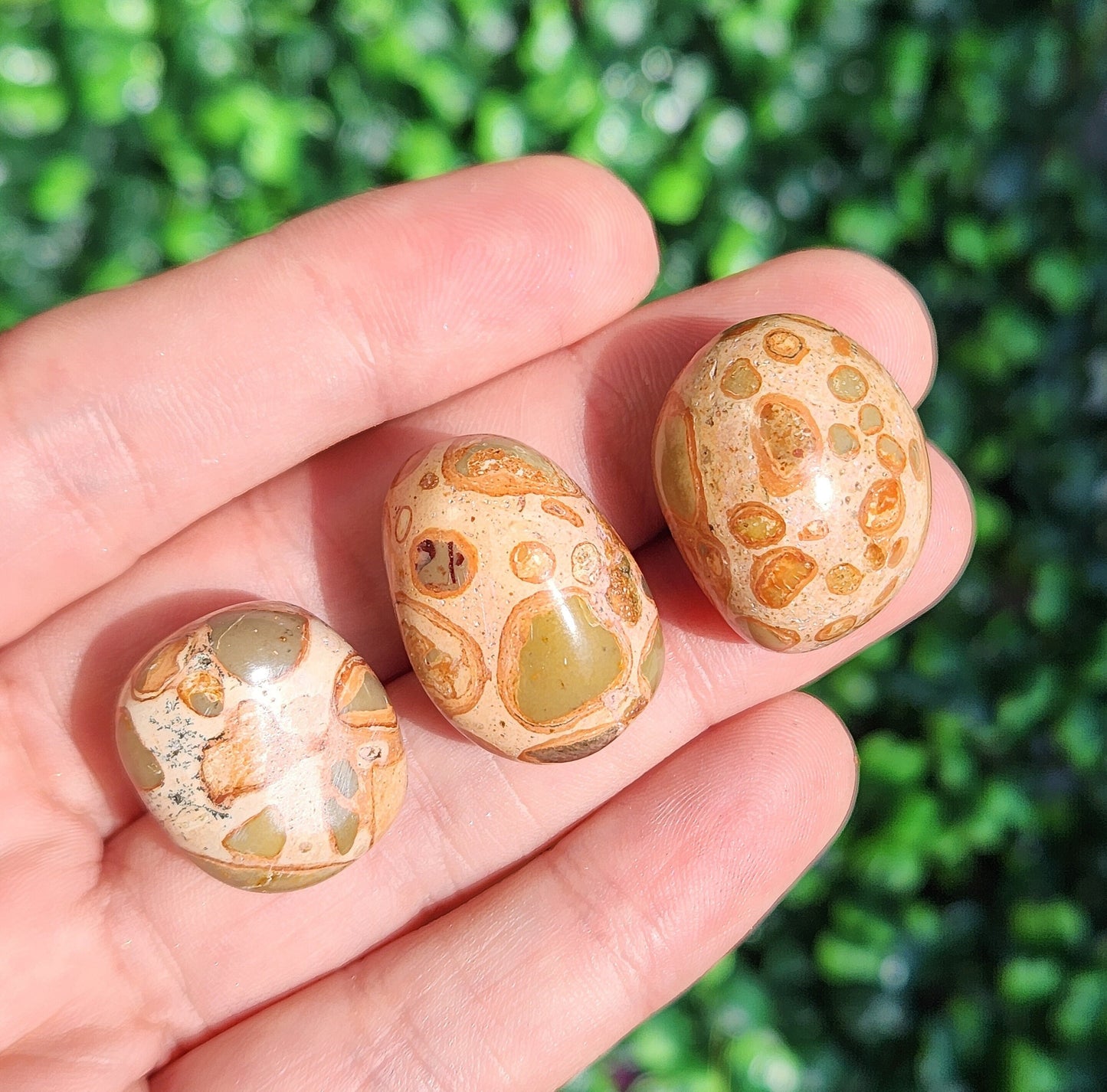 Leopardite Jasper