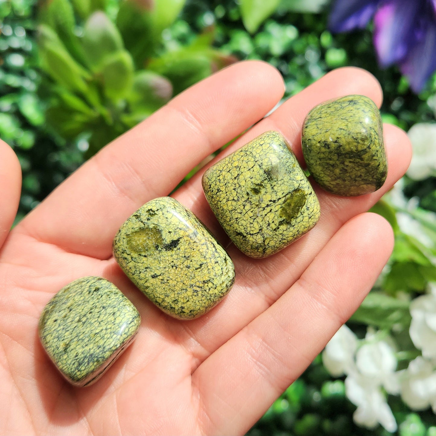 Asterite Serpentine