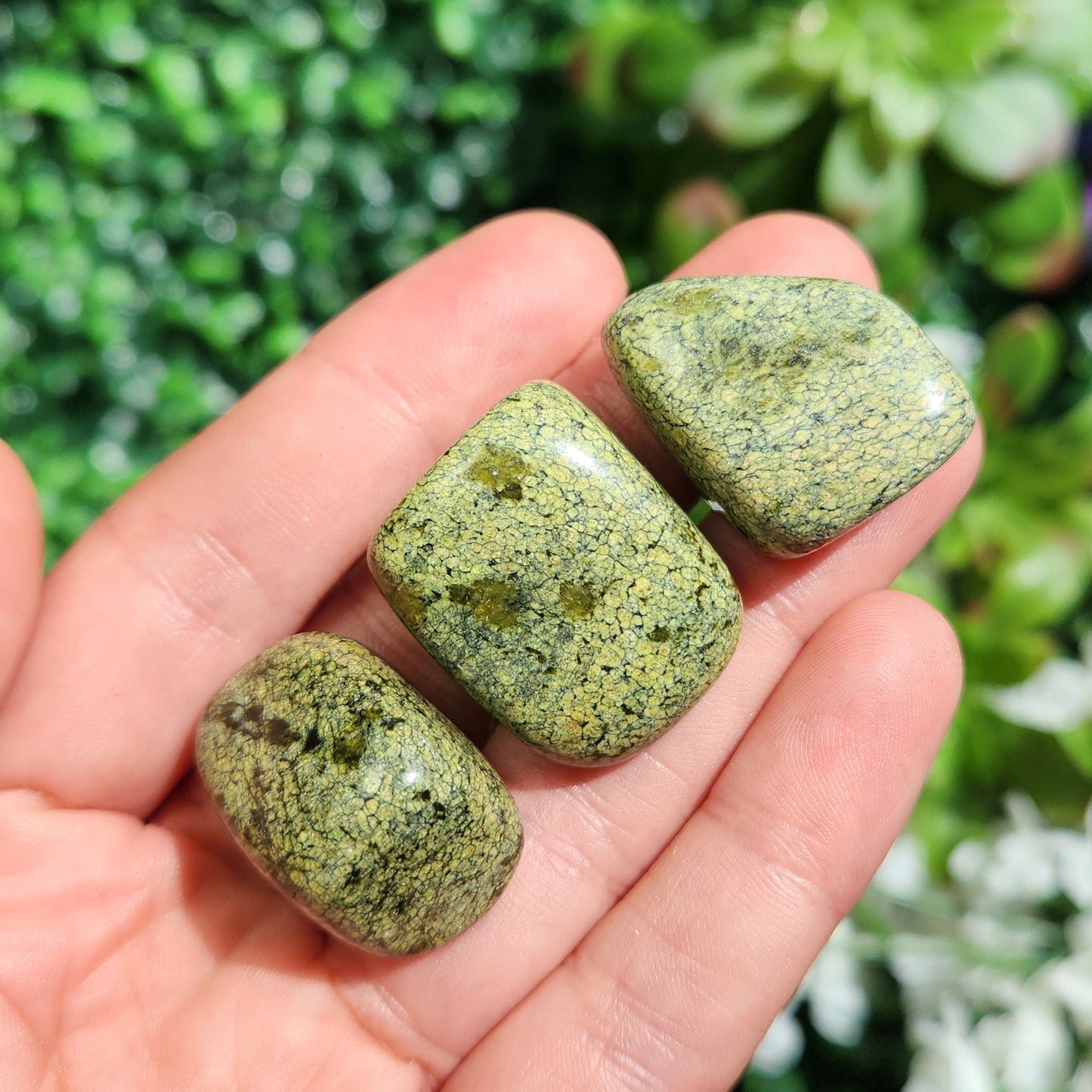Asterite Serpentine
