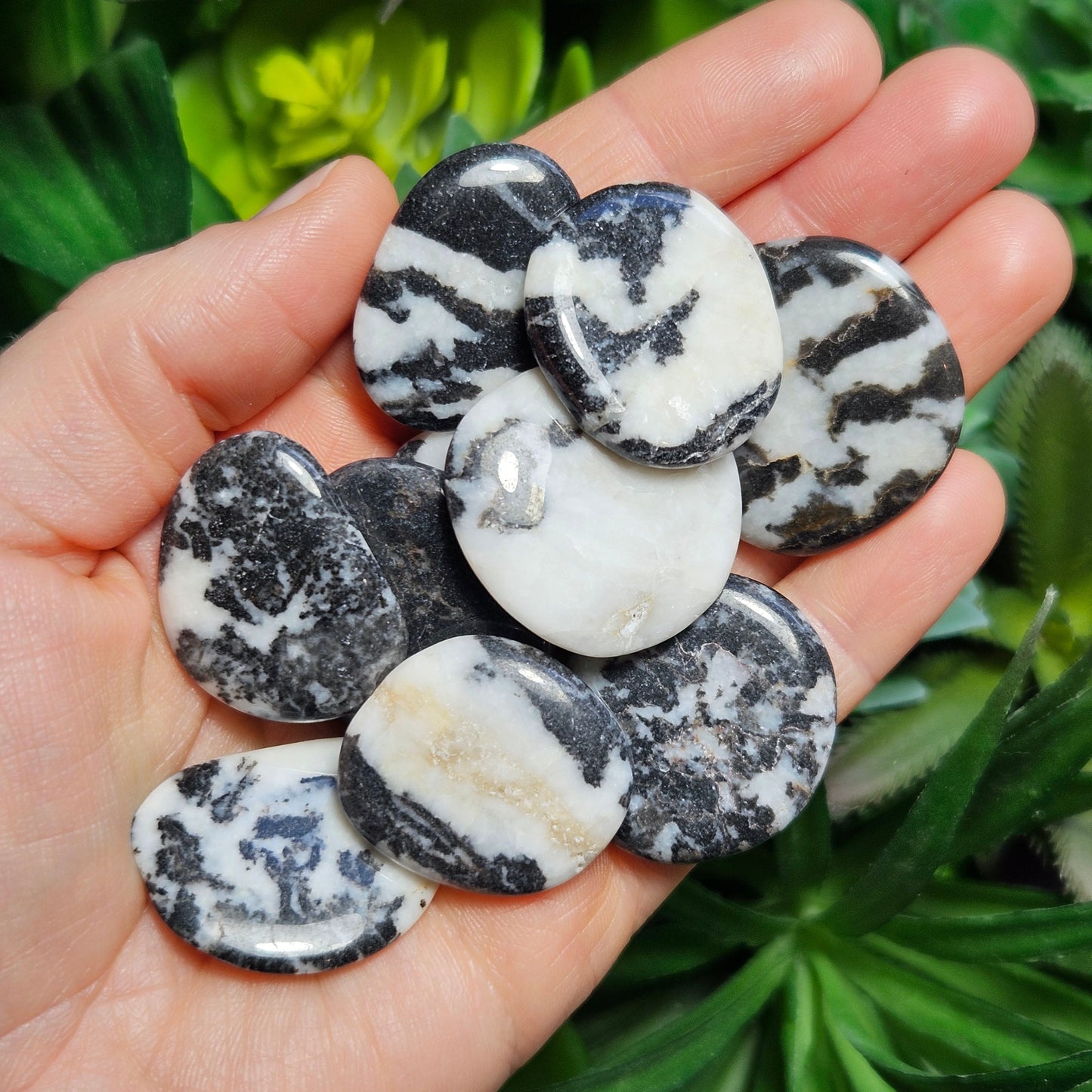 Zebra Jasper
